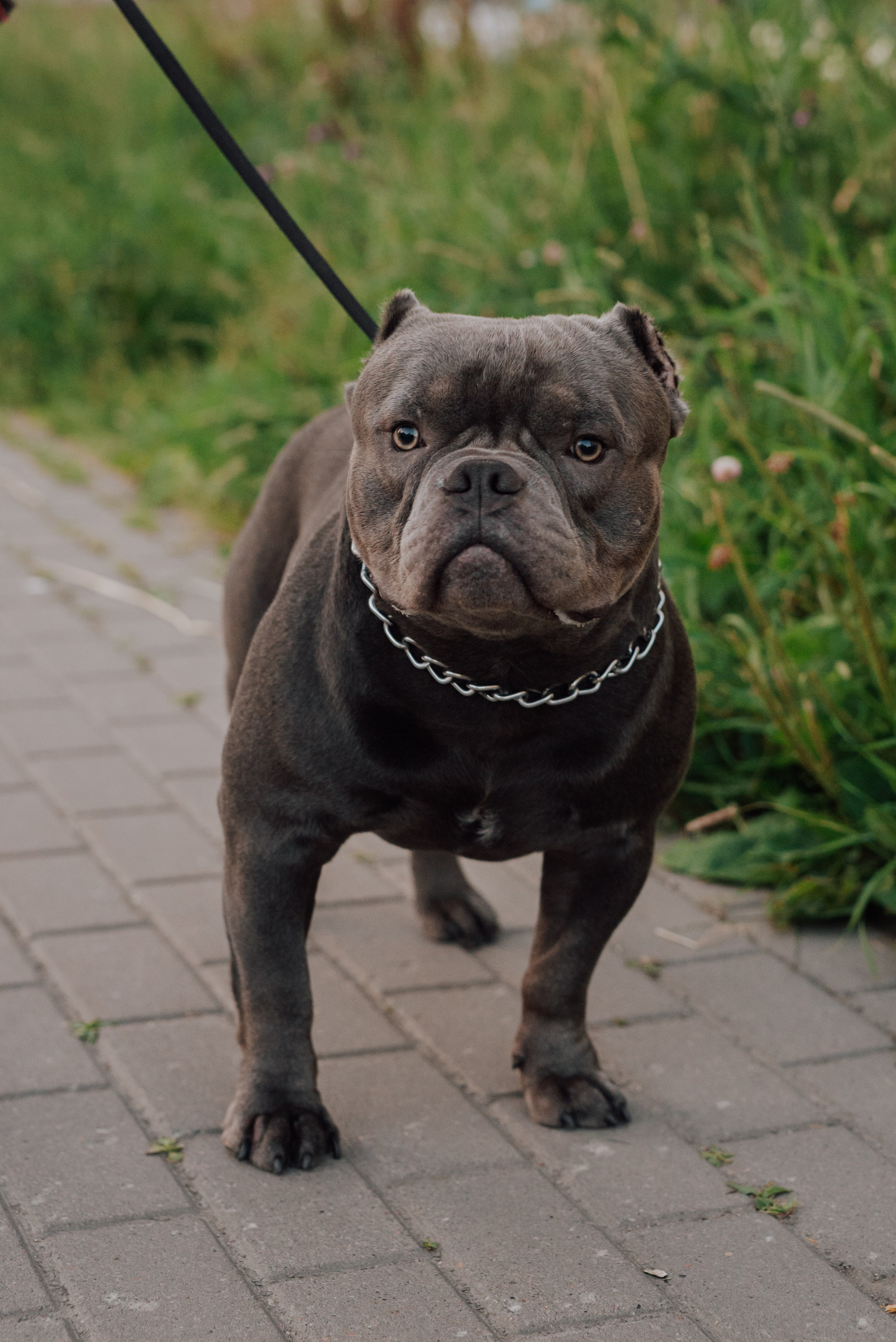 Животные. Фотограф в Санкт-Петербурге и Ленинградской области