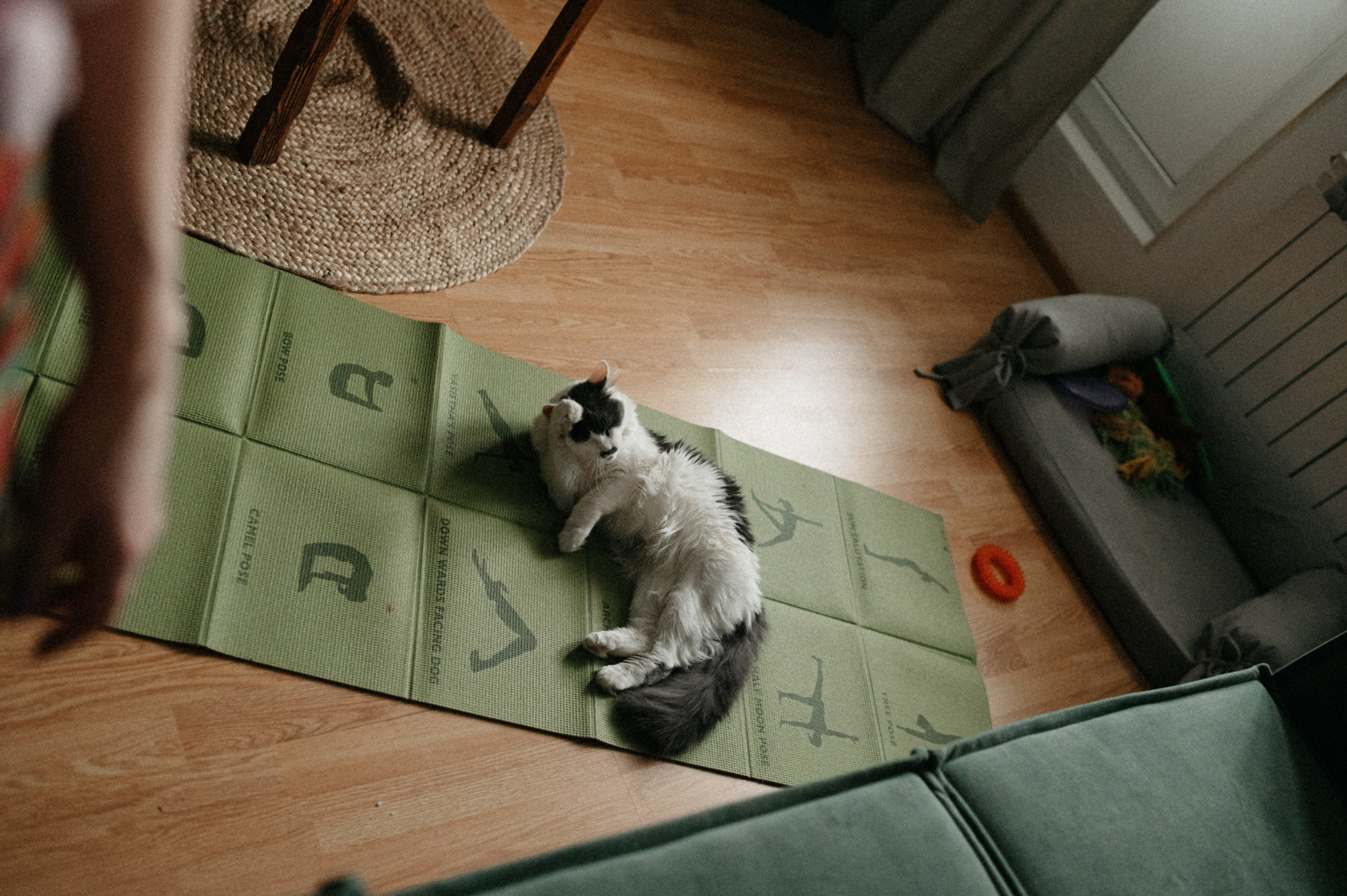 Оля и её меховая банда. Фотограф анималист в Москве Ольга Агушева