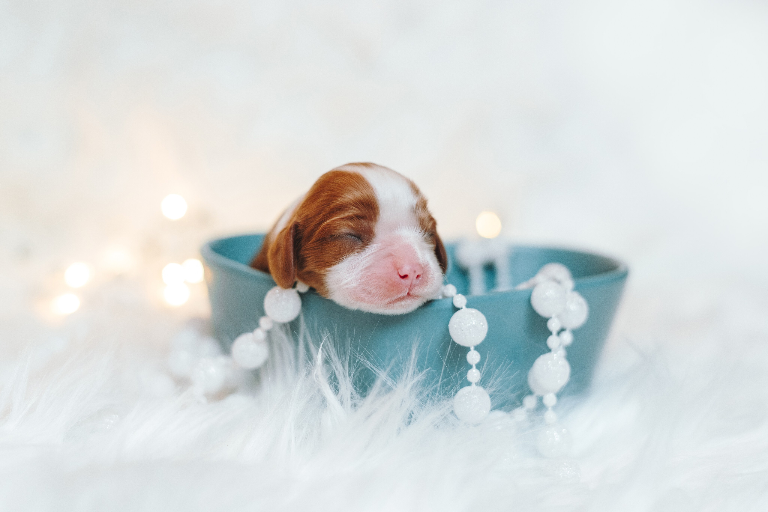 ККЧС. Фотограф анималист Осипчикова Мария