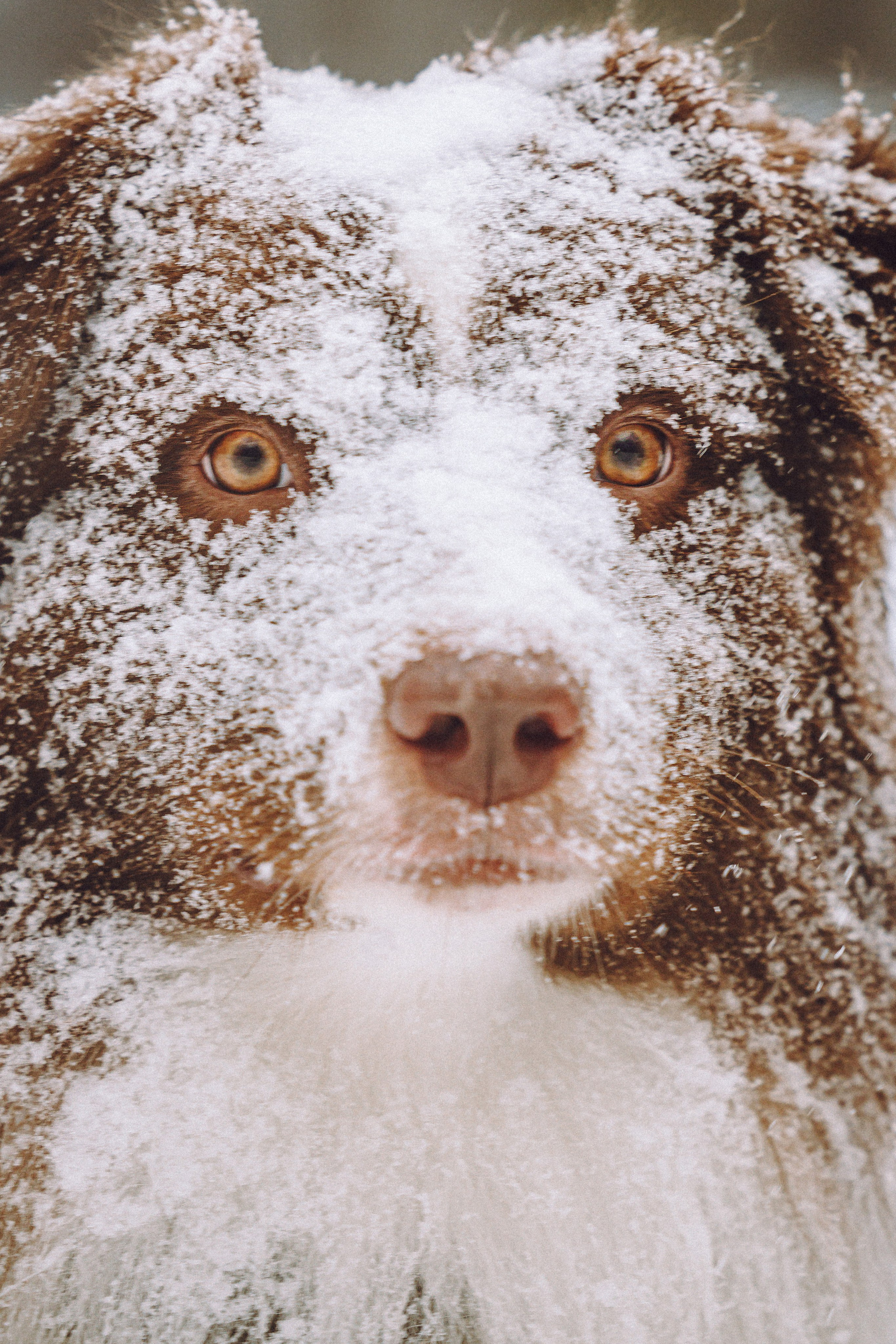 Лена, Принц и Фенек