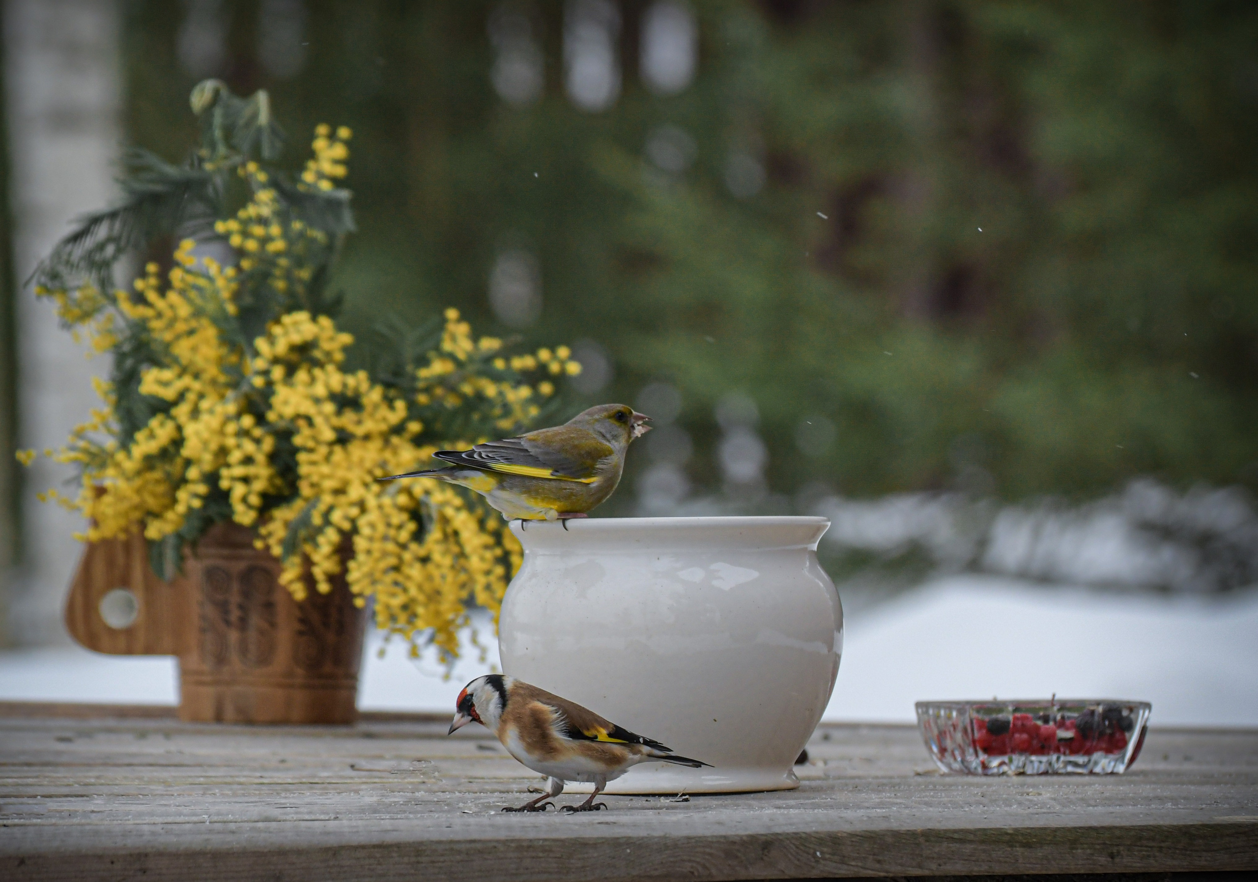 Натюрморты с птицами. В созвучии с природой. Фотограф Светлана В. Пронина, Москва