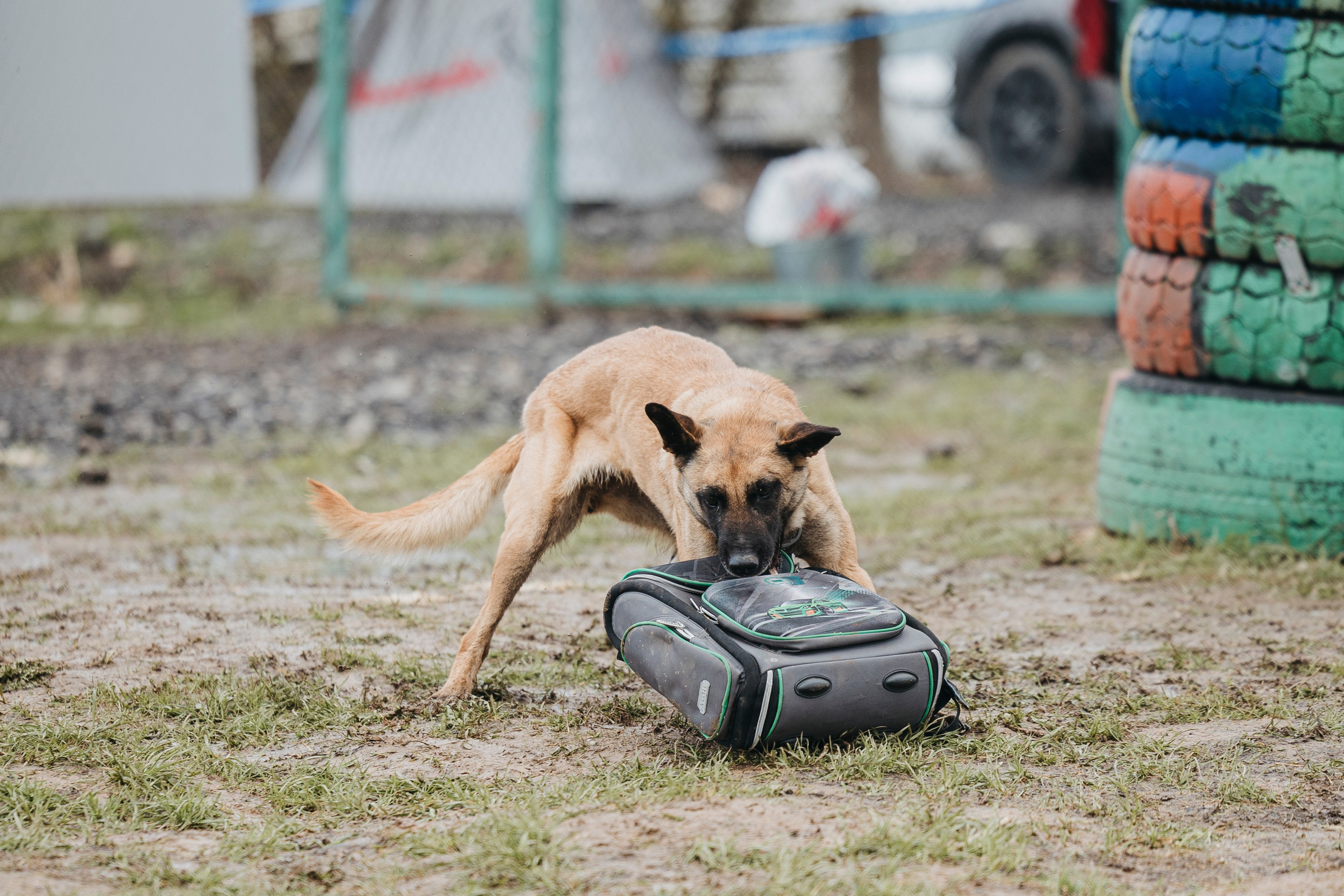 09.05.25 Вологда соревнования. Фотограф-анималист Анна Маринич