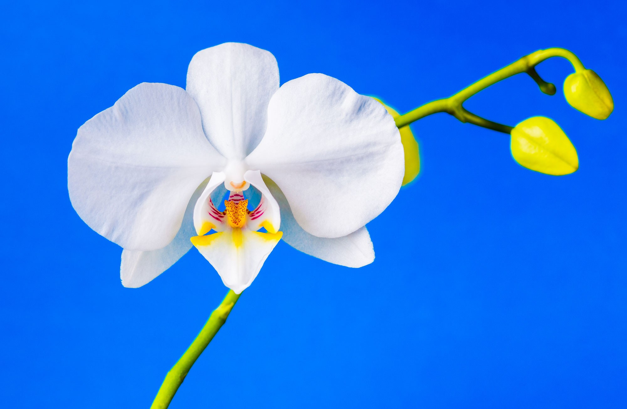 свадебный фотограф Геленджик