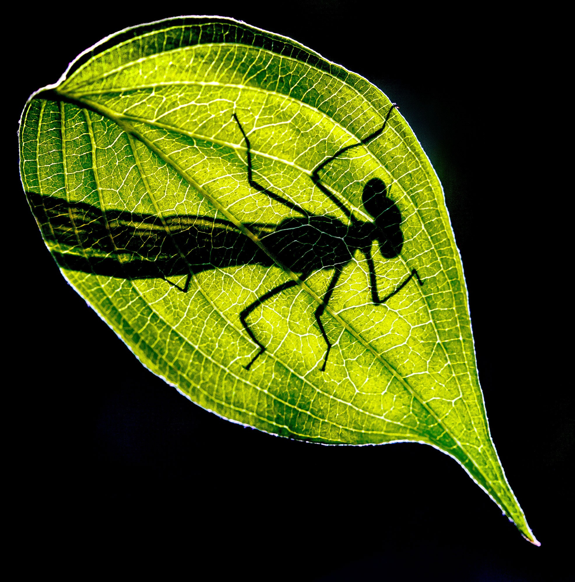 свадебный фотограф Геленджик