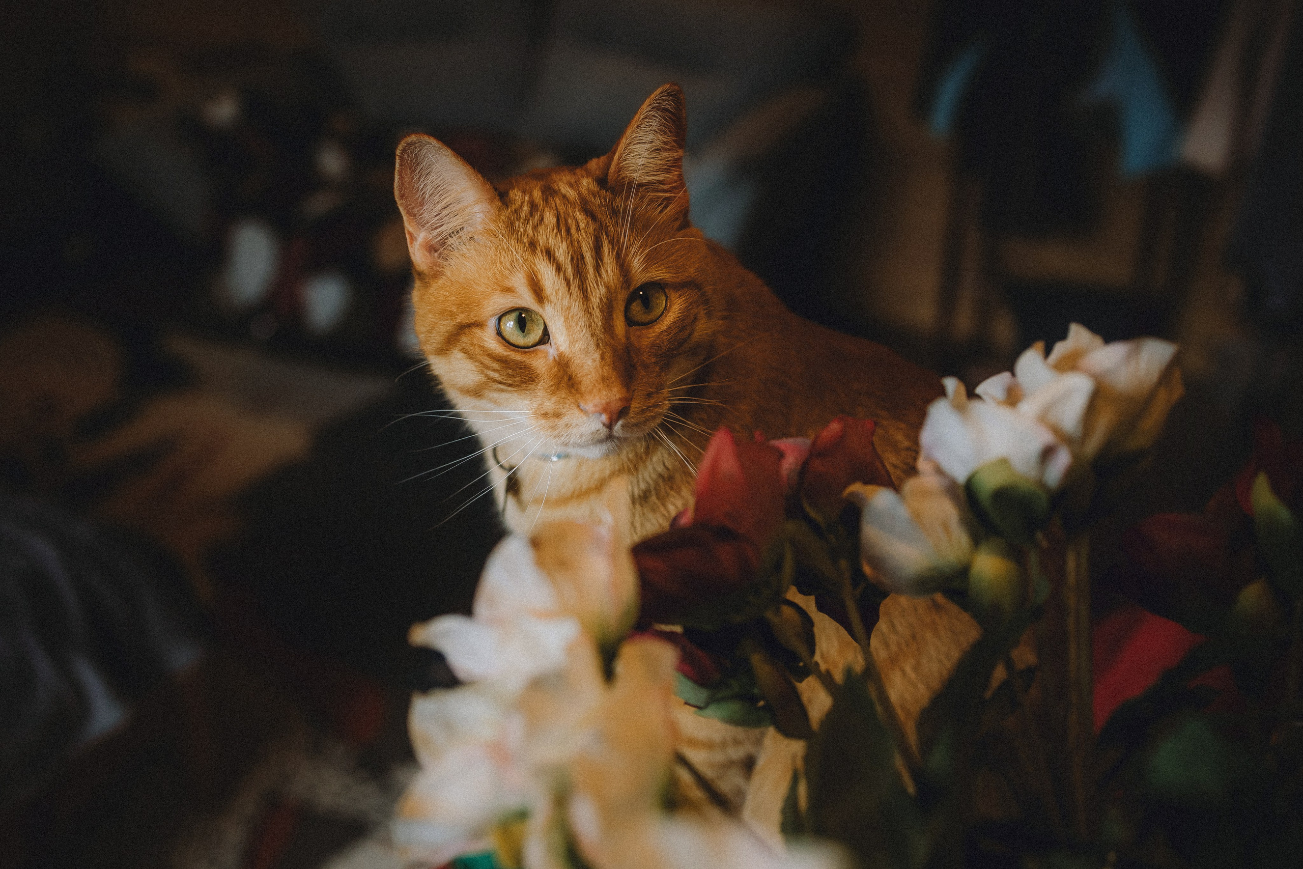 Леброн, Муся и их семья