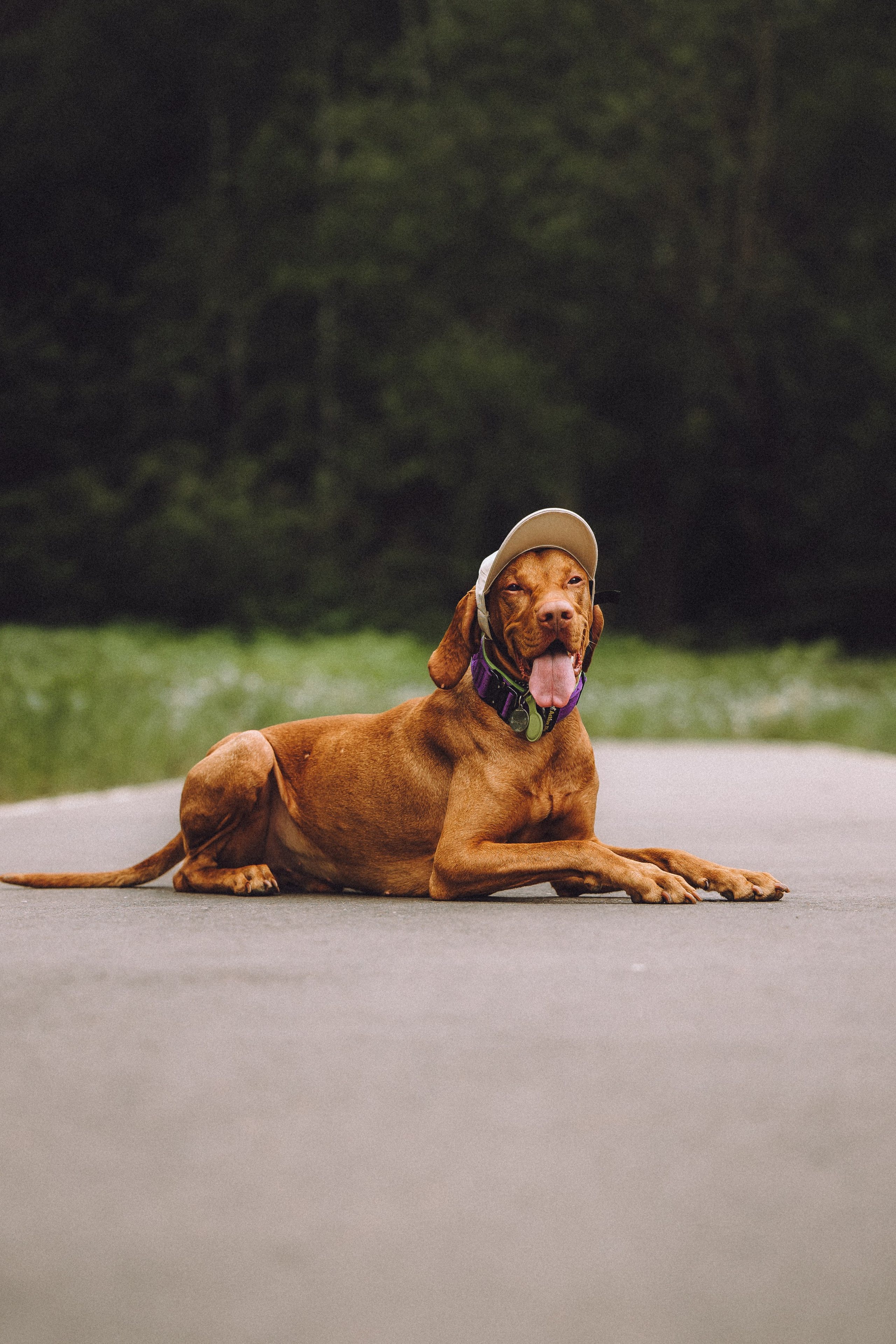 Груша, Данни, Фунтик и их семья