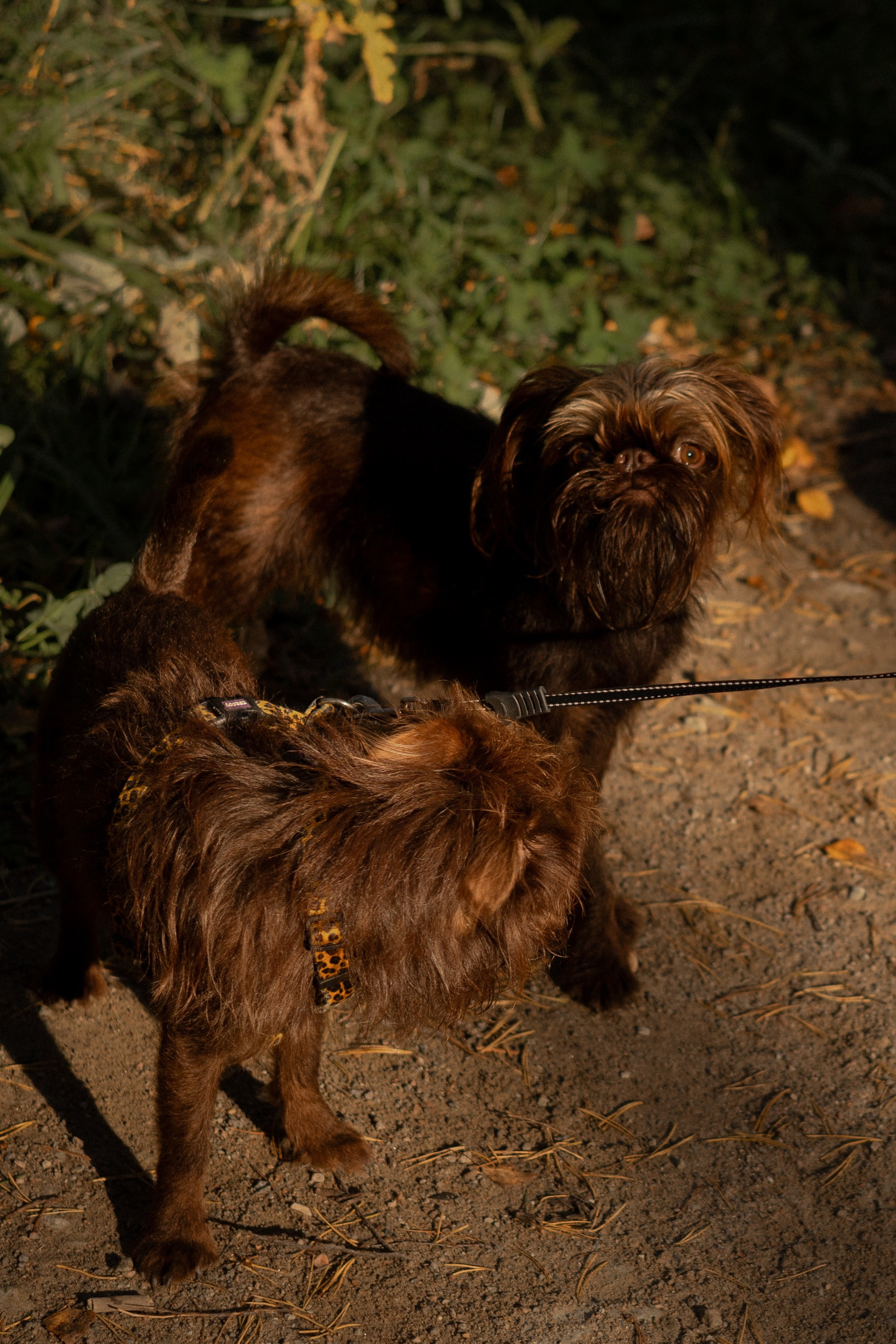 Катерина & Лунка. Фотограф — анималист •love-story•|Санкт-Петербург
