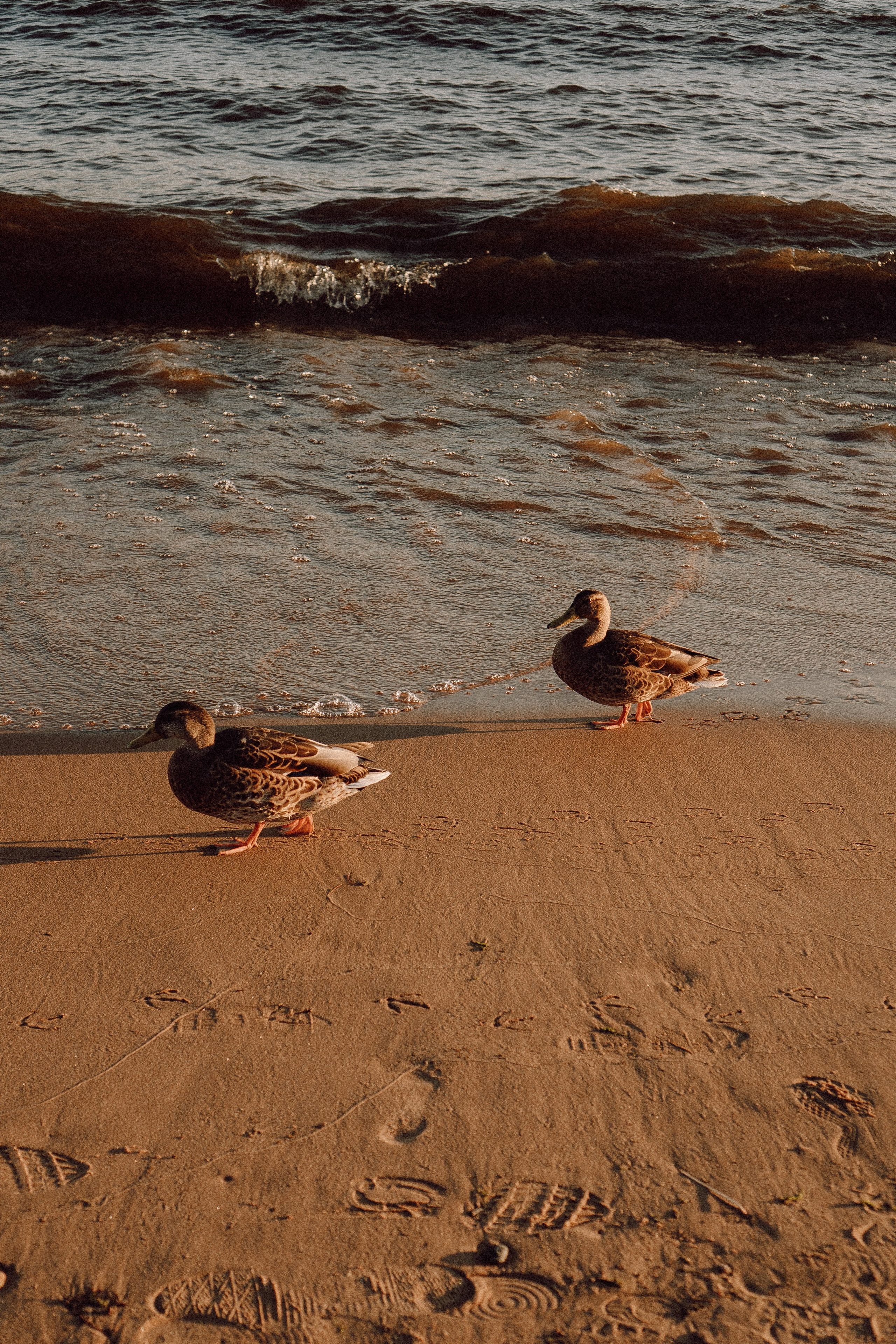 РОМАНТИКА ФИНСКОГО ЗАЛИВА. Профессиональный фотограф, Санкт-Петербург — Виктория Богомолова