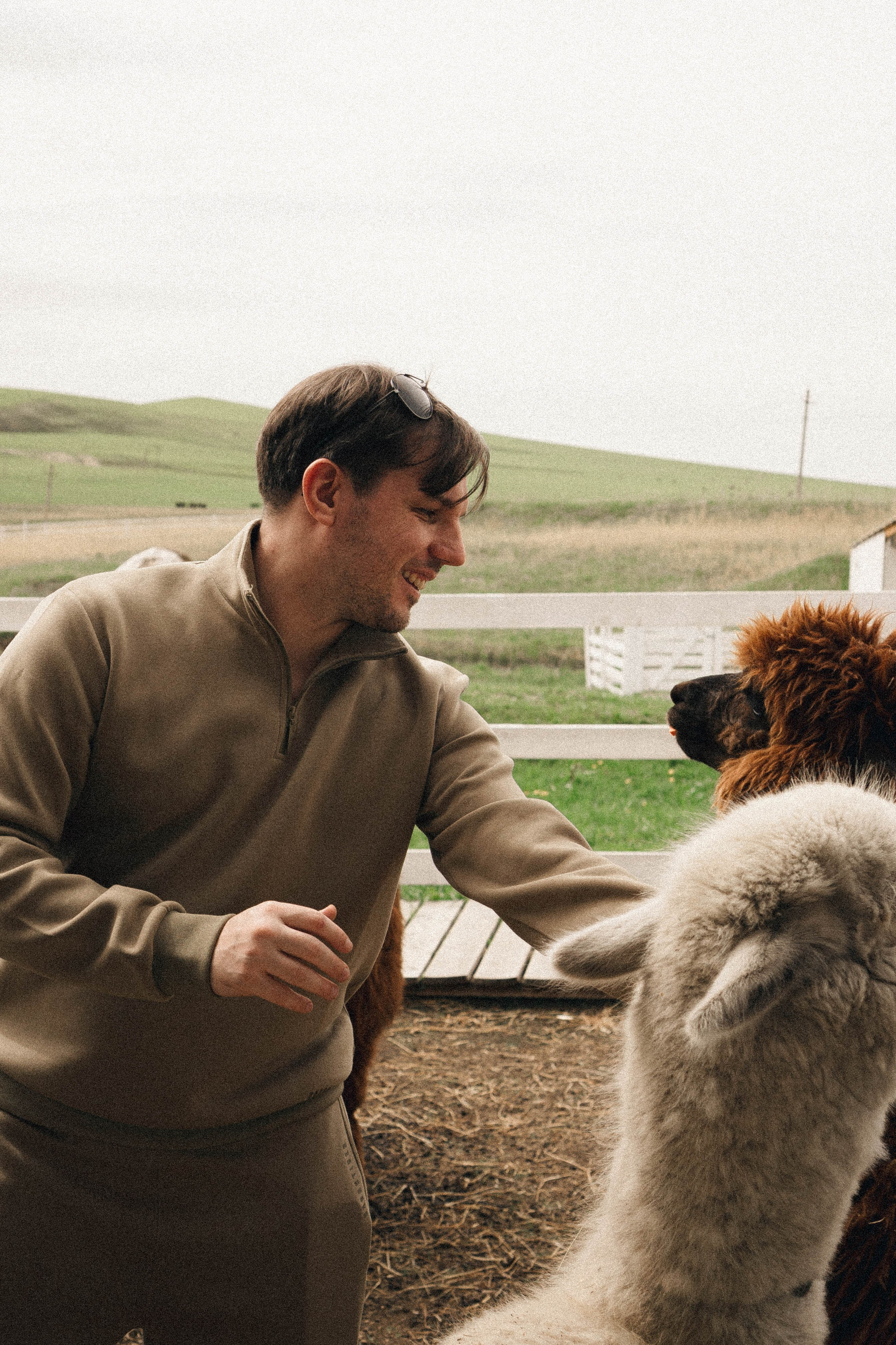 Ферма Альпак. Профессиональный фотограф, Санкт-Петербург — Виктория Богомолова