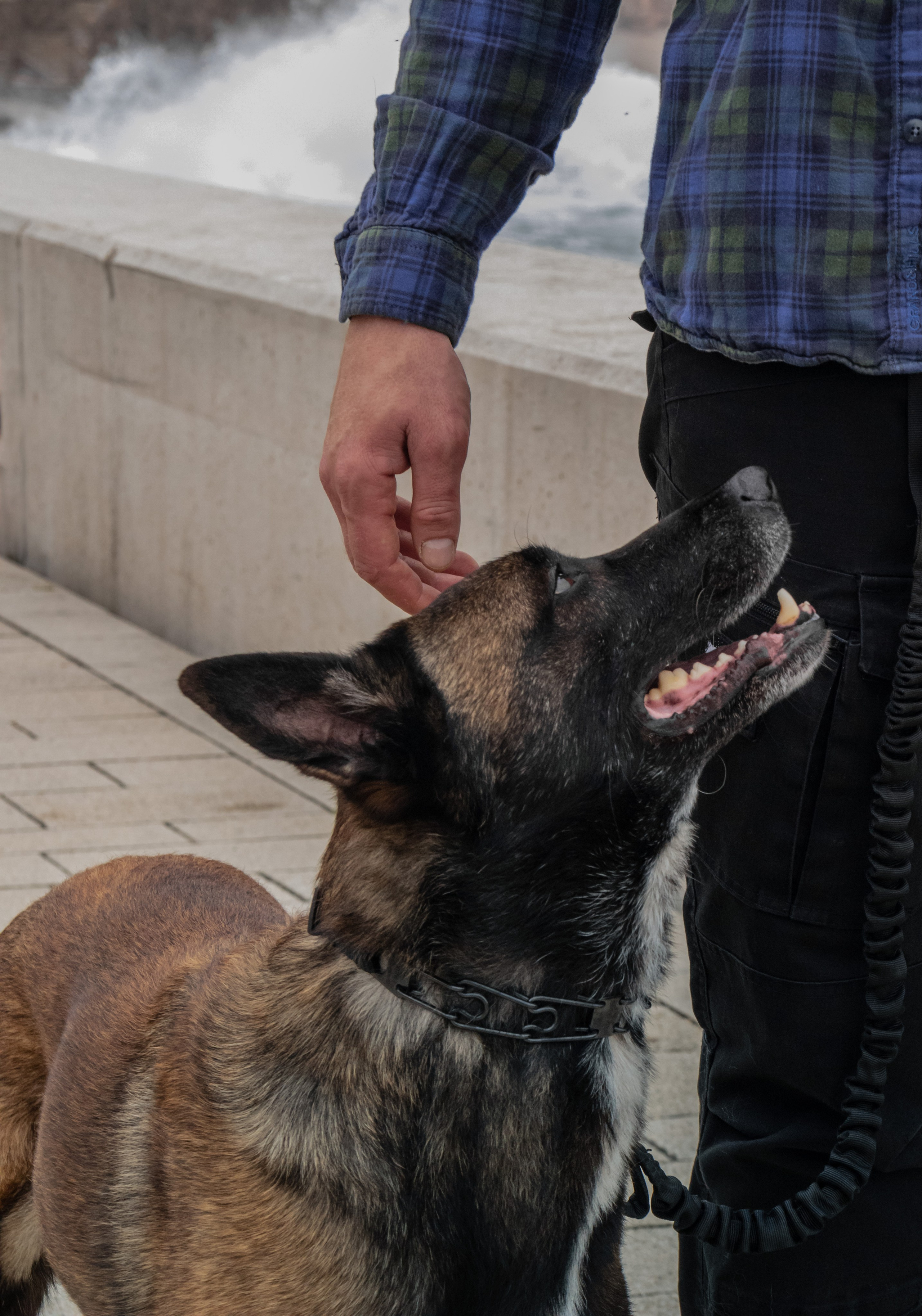 Photoshoot with a dog in Montenegro. Portrait photographer in Tivat Montenegro Katerina Kirsanova