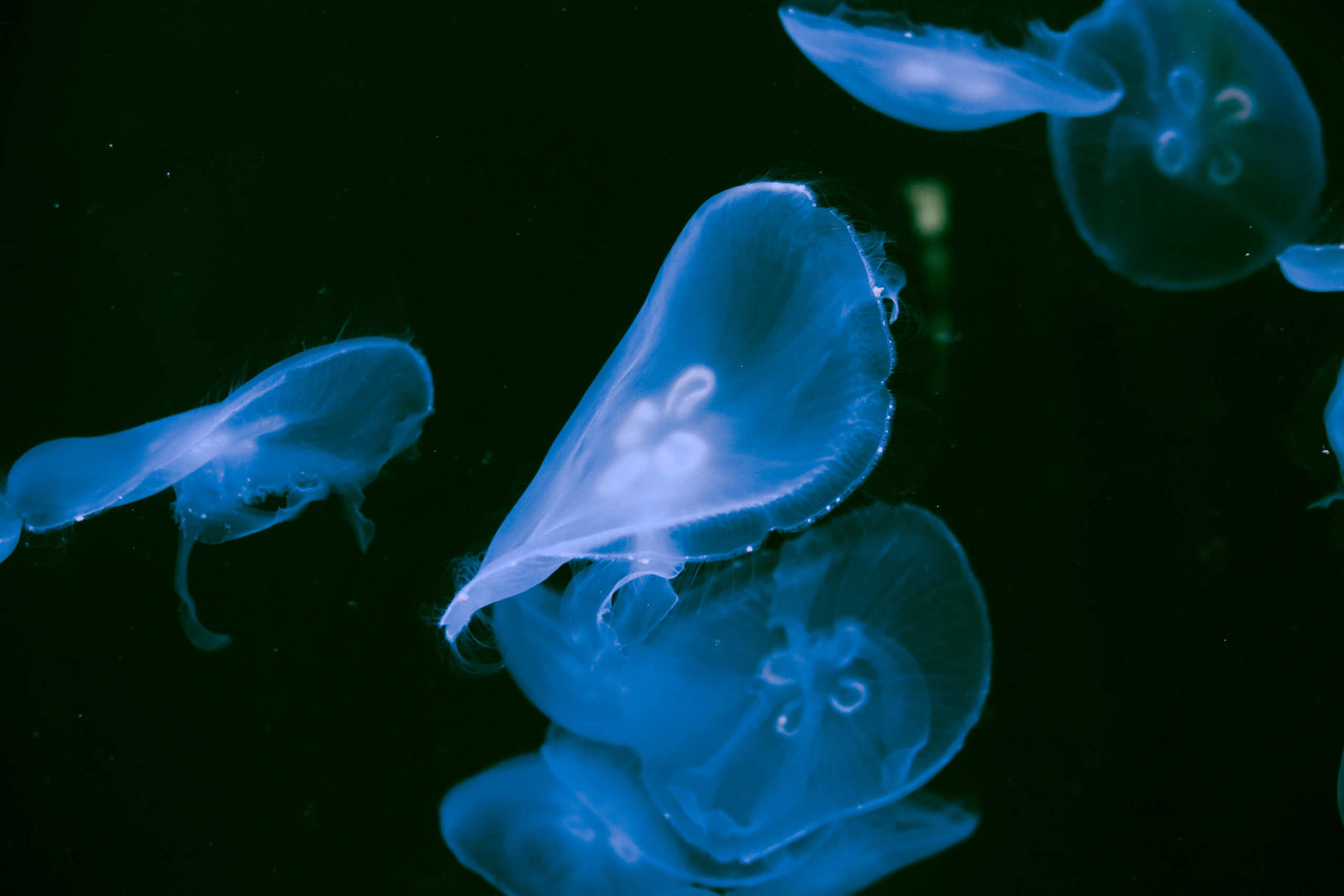 Фотограф Москва