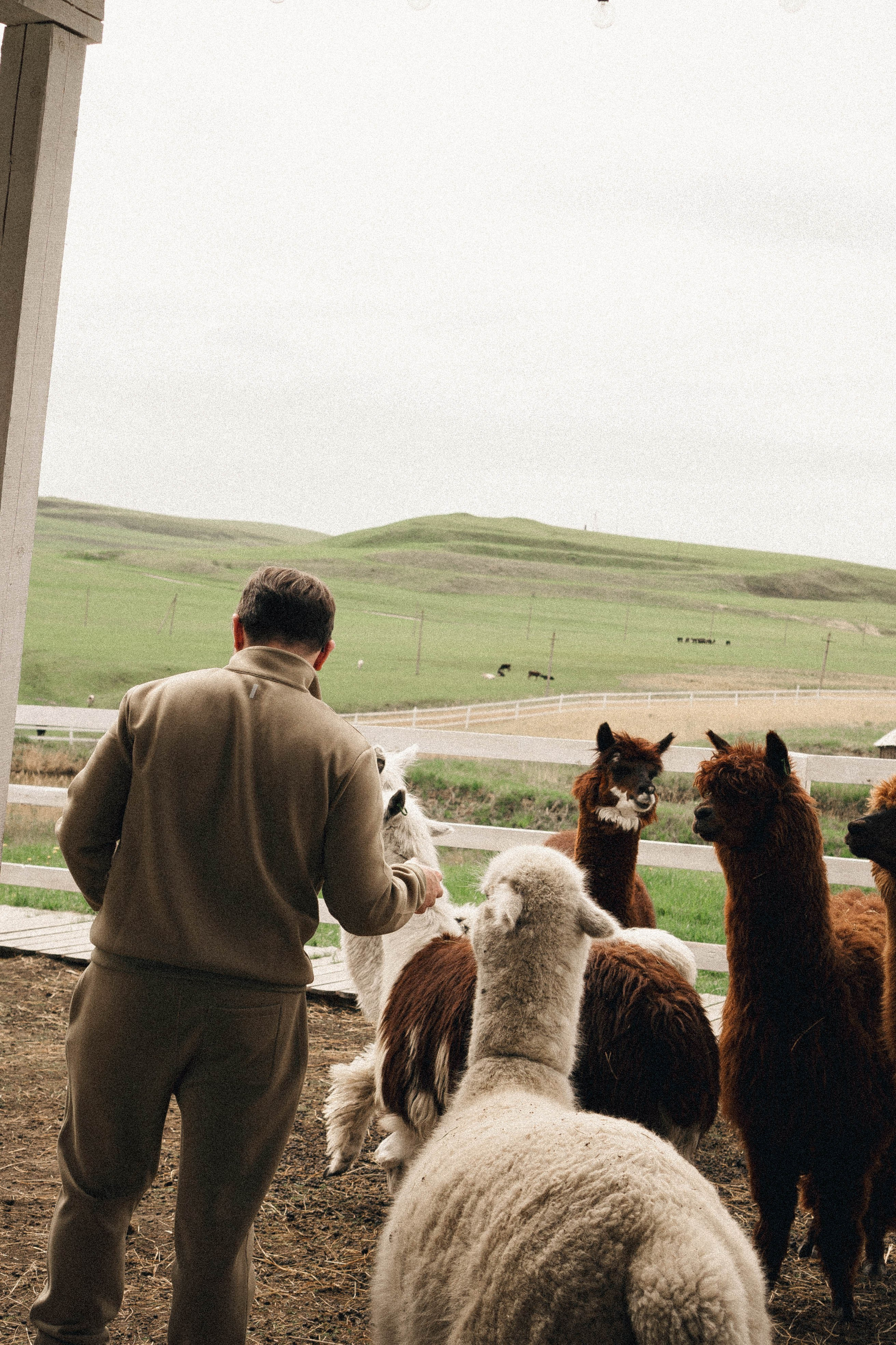 Ферма Альпак. Профессиональный фотограф, Санкт-Петербург — Виктория Богомолова