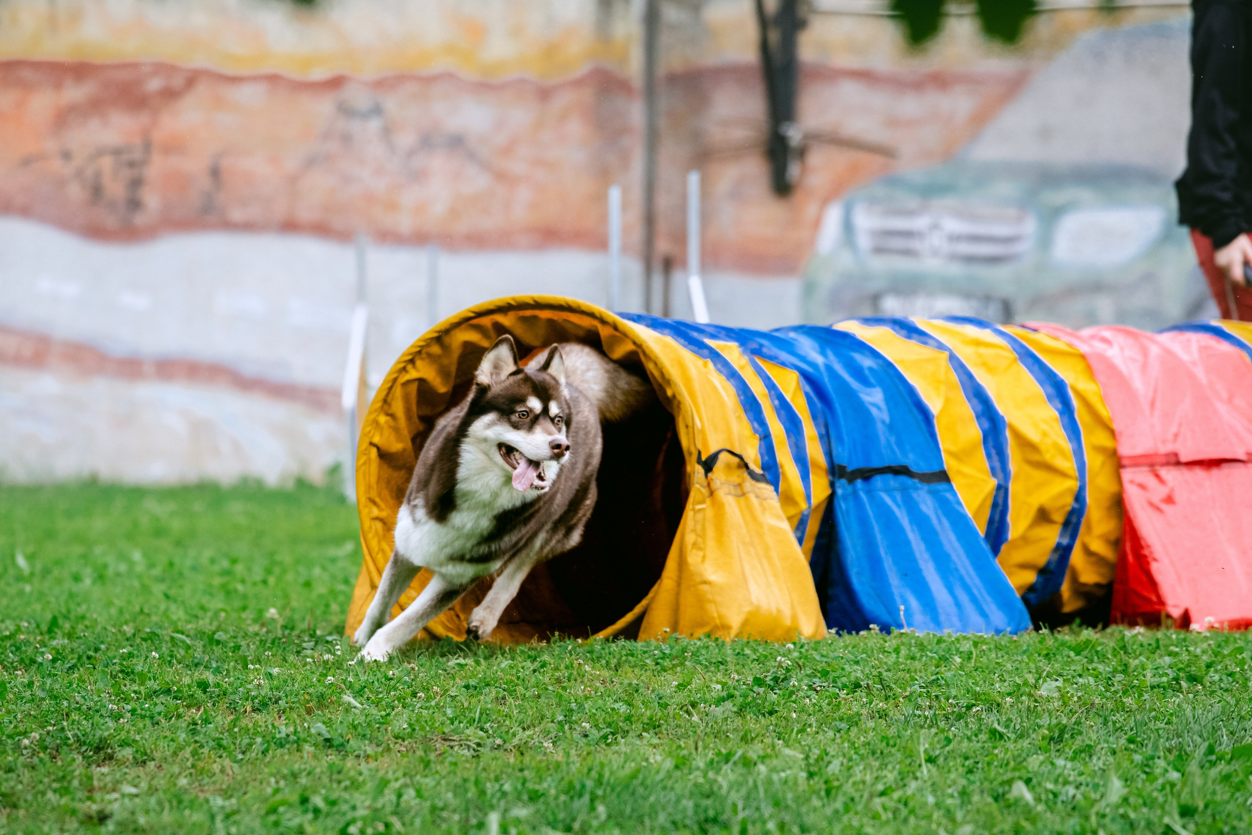 Соревнования по аджилити Долгопрудный 30.06.2025. Фотограф-анималист Татьяна Степанова