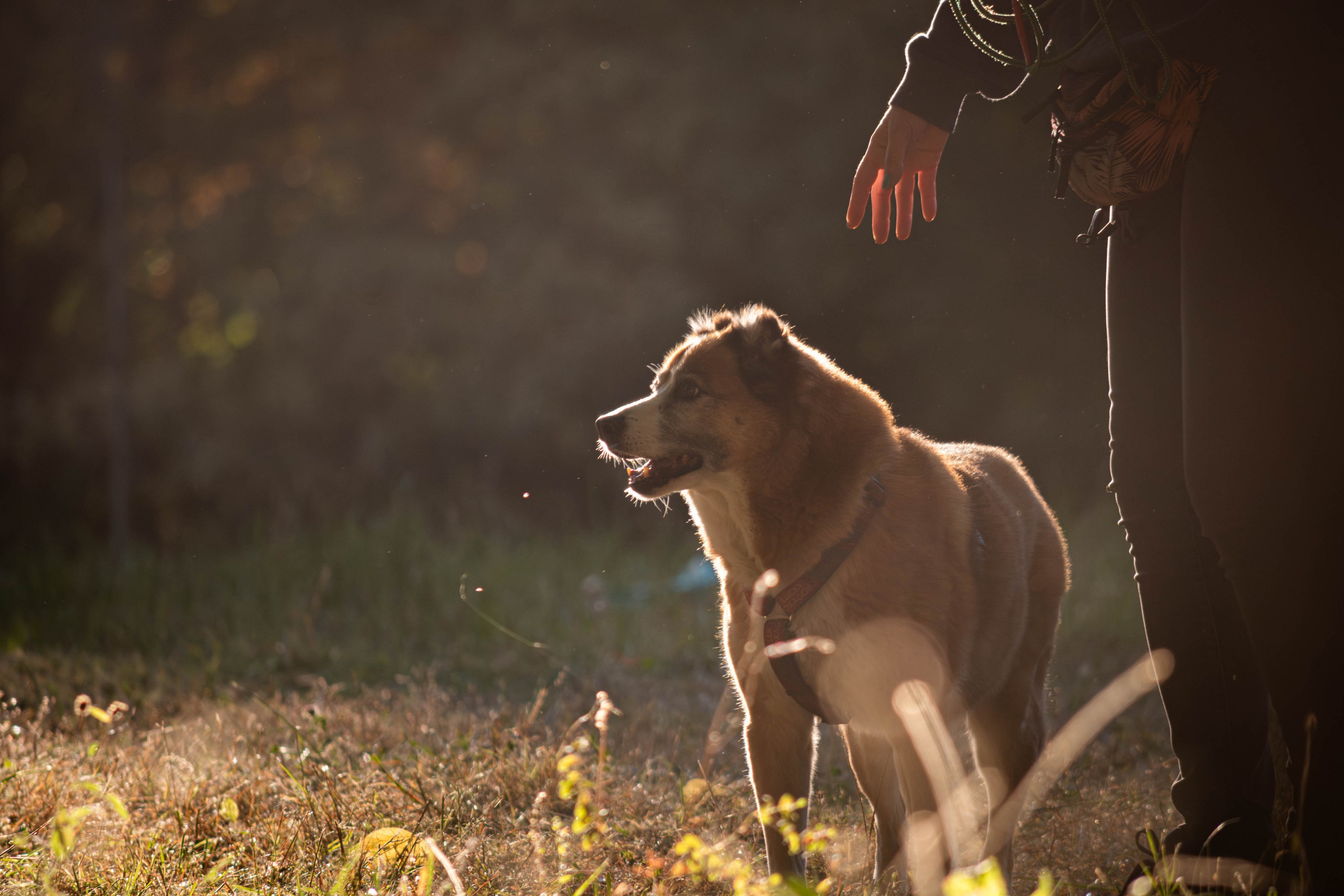 Ник и Полина. Фотограф Светлана Блинова, Москва и Московская область