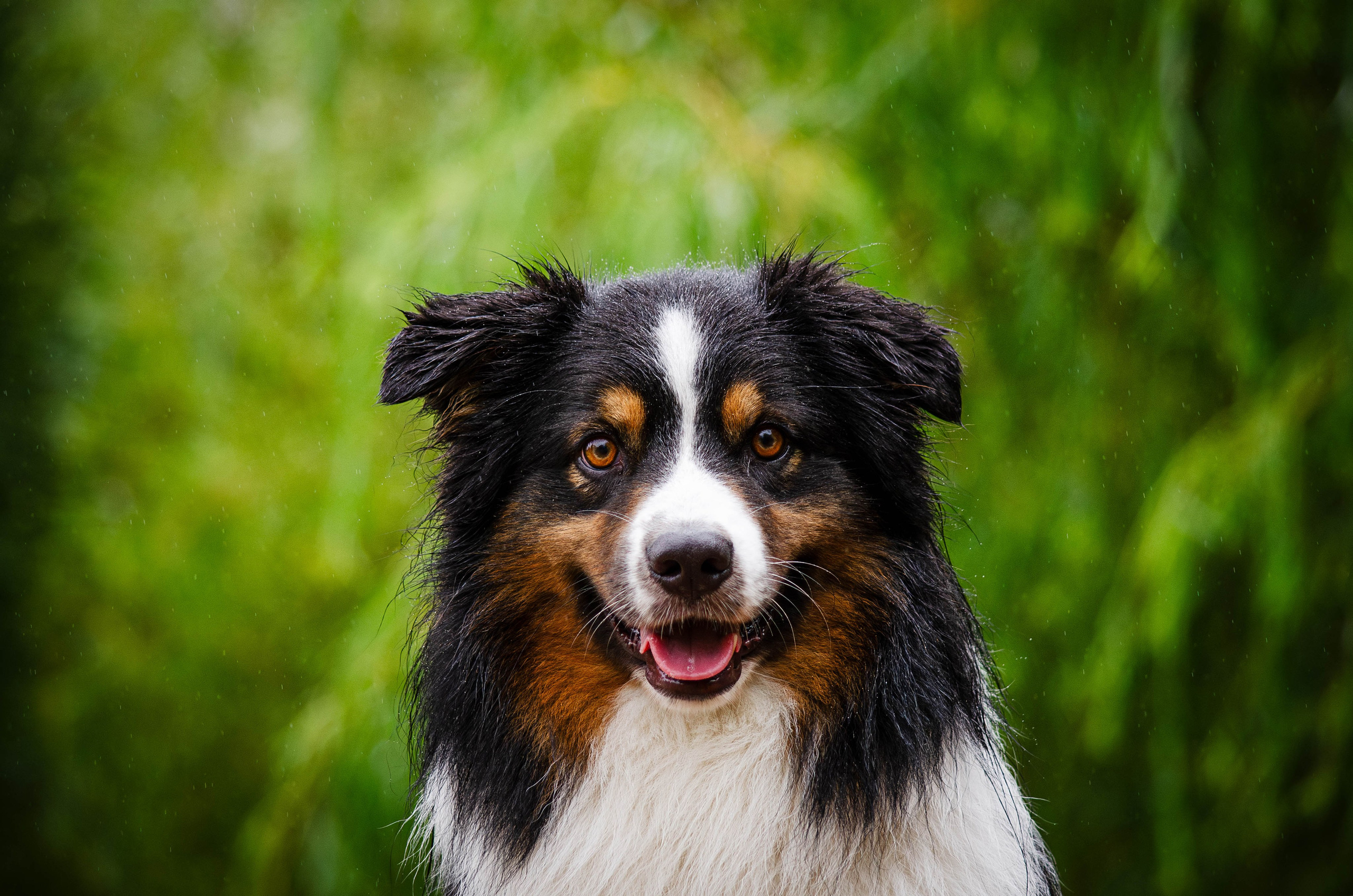 Арья и Оззи. Фотограф Светлана Блинова, Москва и Московская область