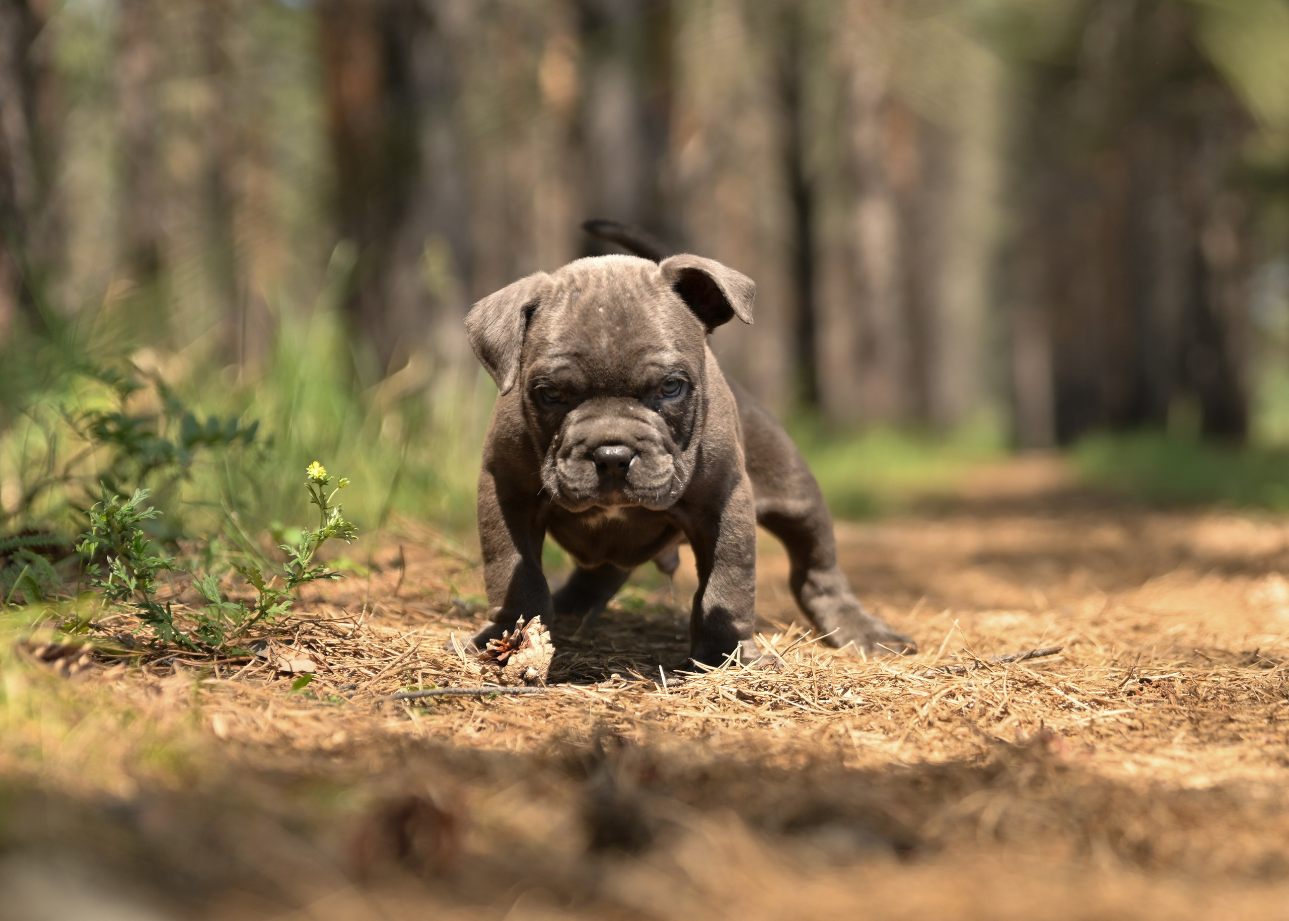 Свободные щенки Американский Булли в Иркутске. Питомник собак Иркутск