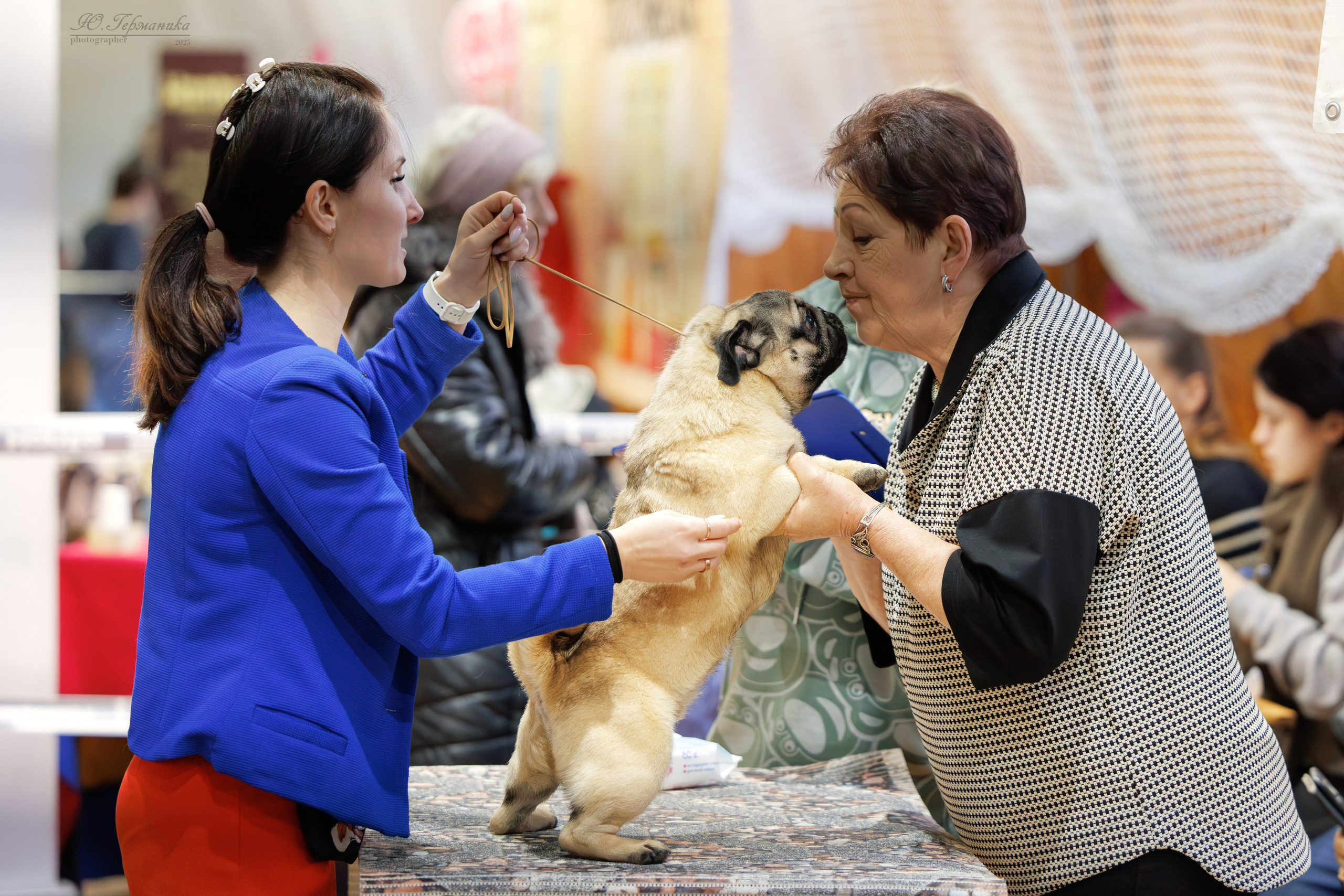 Тверь 21.12.2025. Фотограф-анималист Юлия Германика