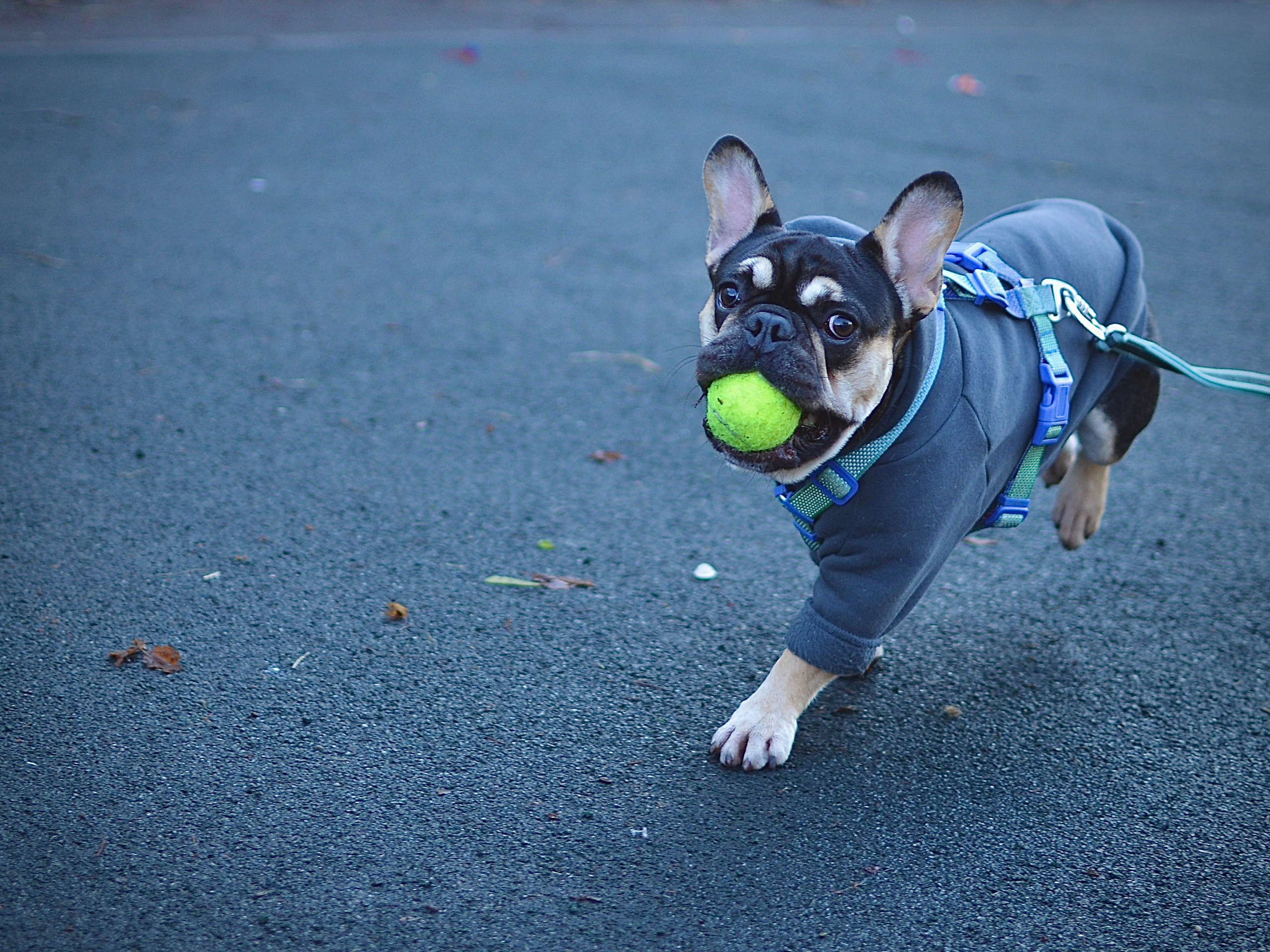 Животные. Фотограф • Елена Миронова