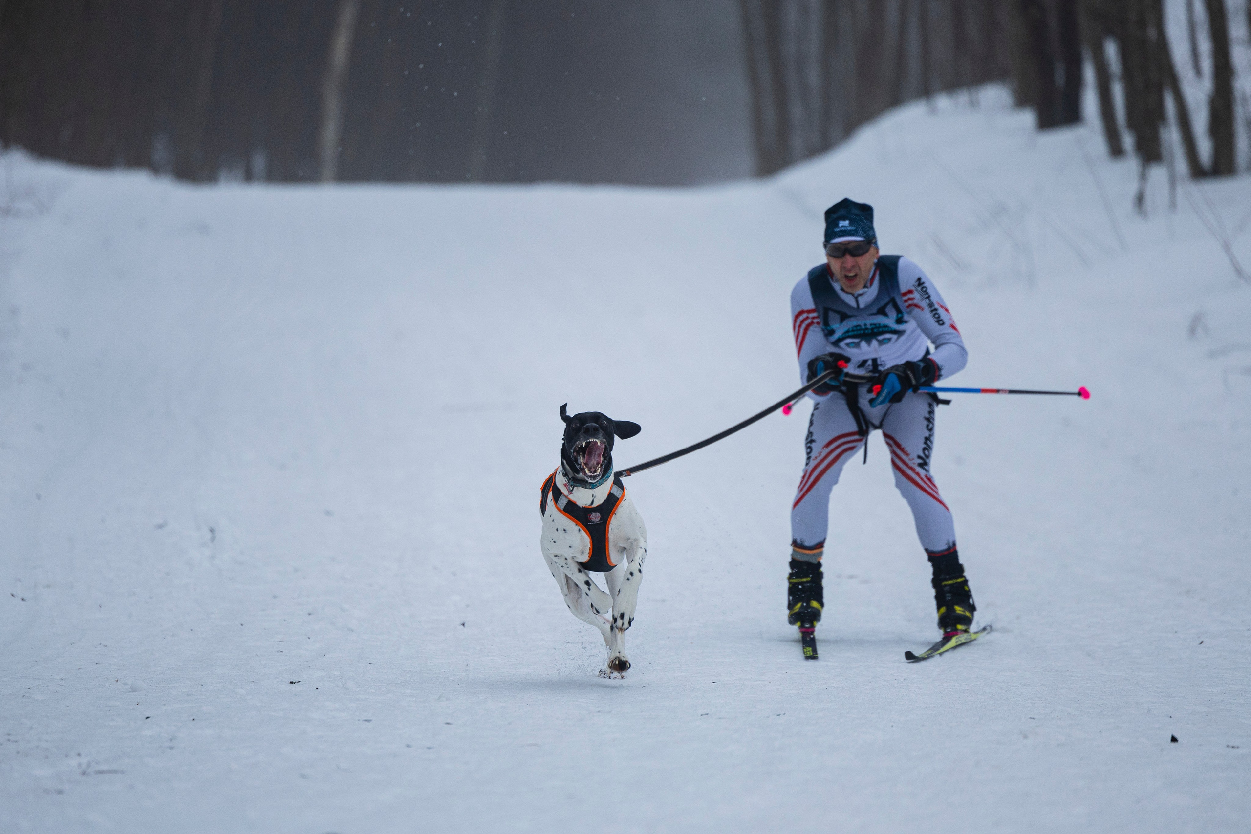 Зимний Чемпионат Санкт-Петербурга по ездовому спорту. Фотограф-анималист Анна Маринич