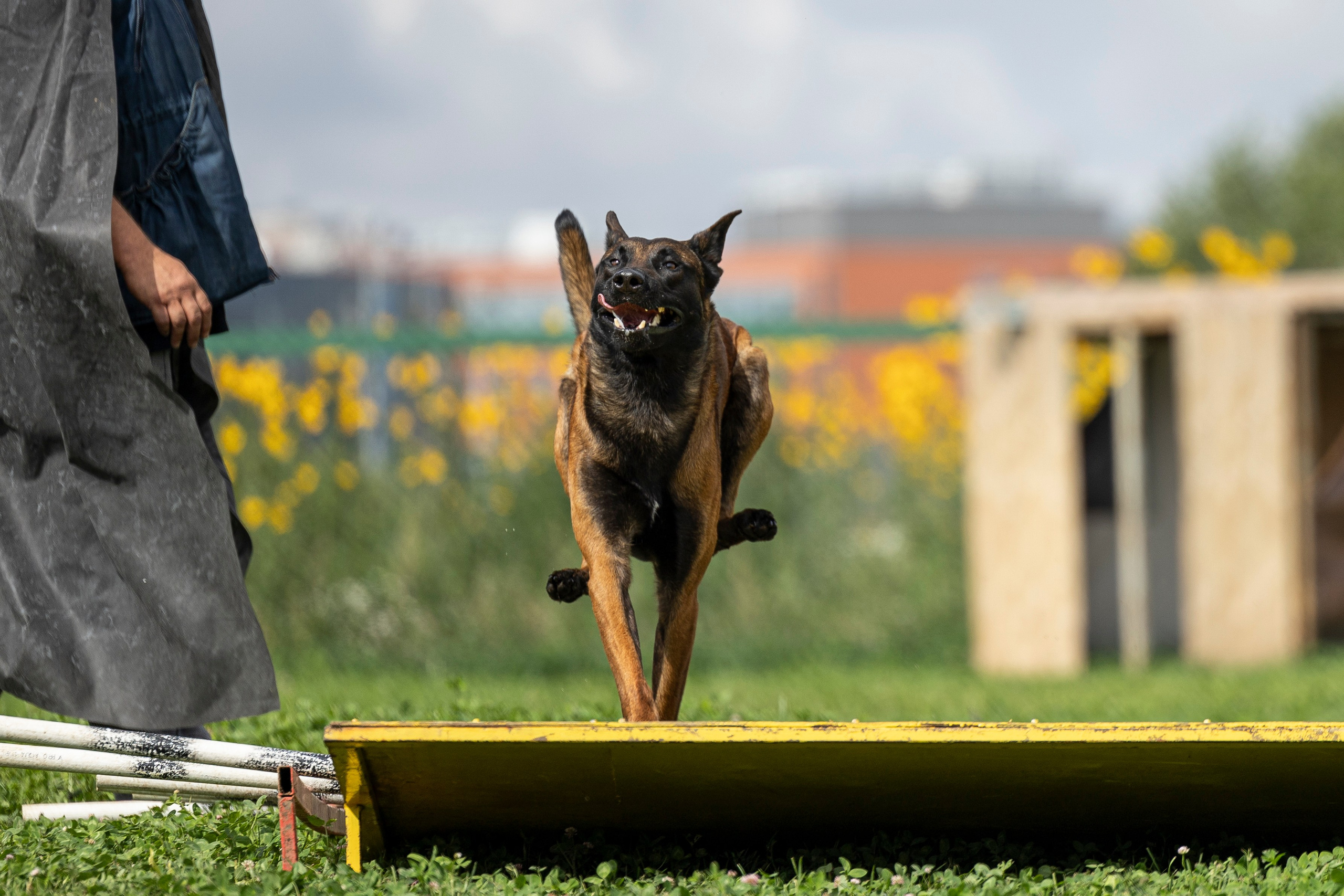 Соревнования по Мондьорингу г. Вологда 10-11.08.2024. Фотограф-анималист Анна Маринич
