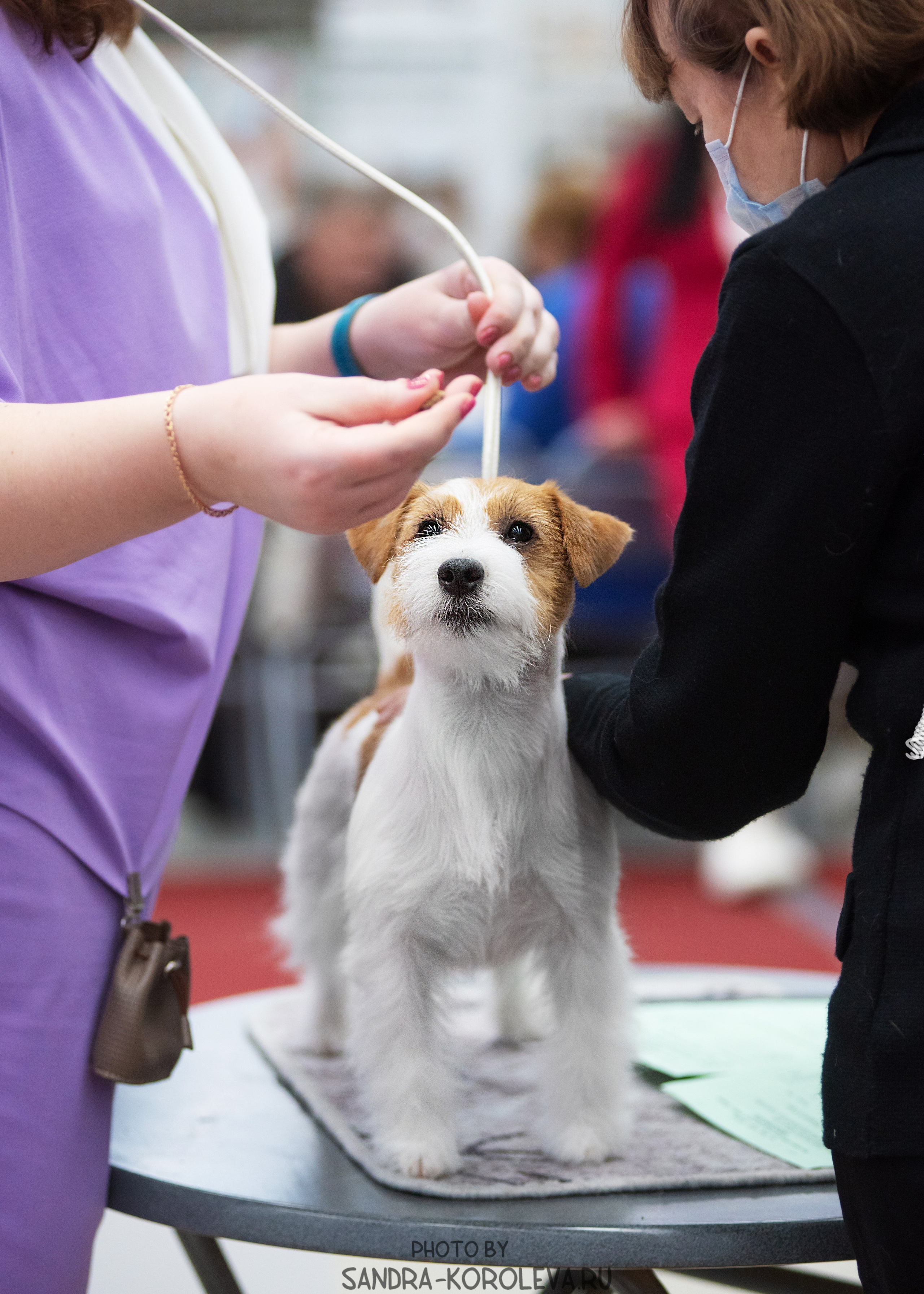 Выставка собак тюмень 10.12.2022. Дог-фотограф в Тюмени Александра Королева