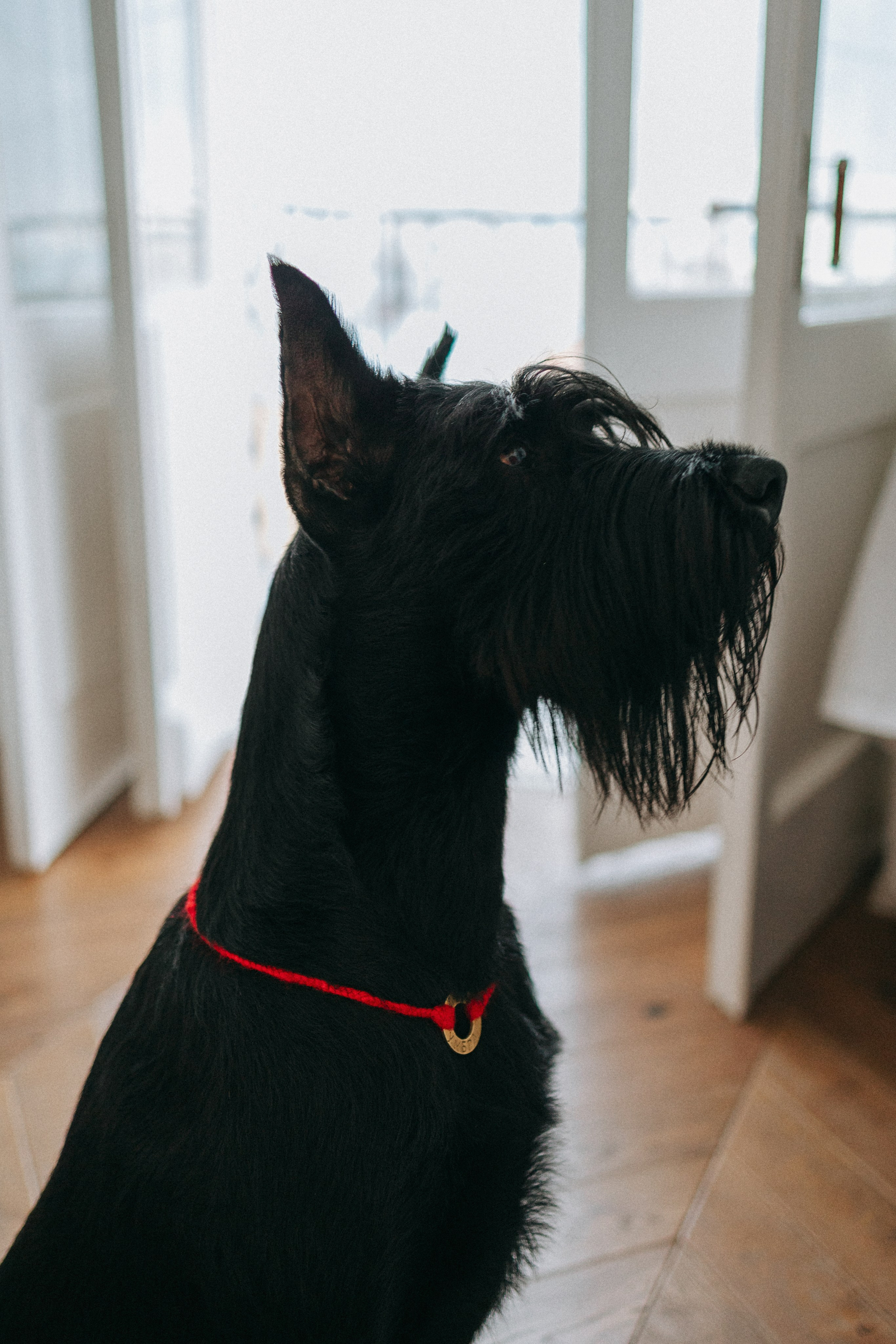 Умбра и Даша. Фотограф анималист Анастасия Пикей