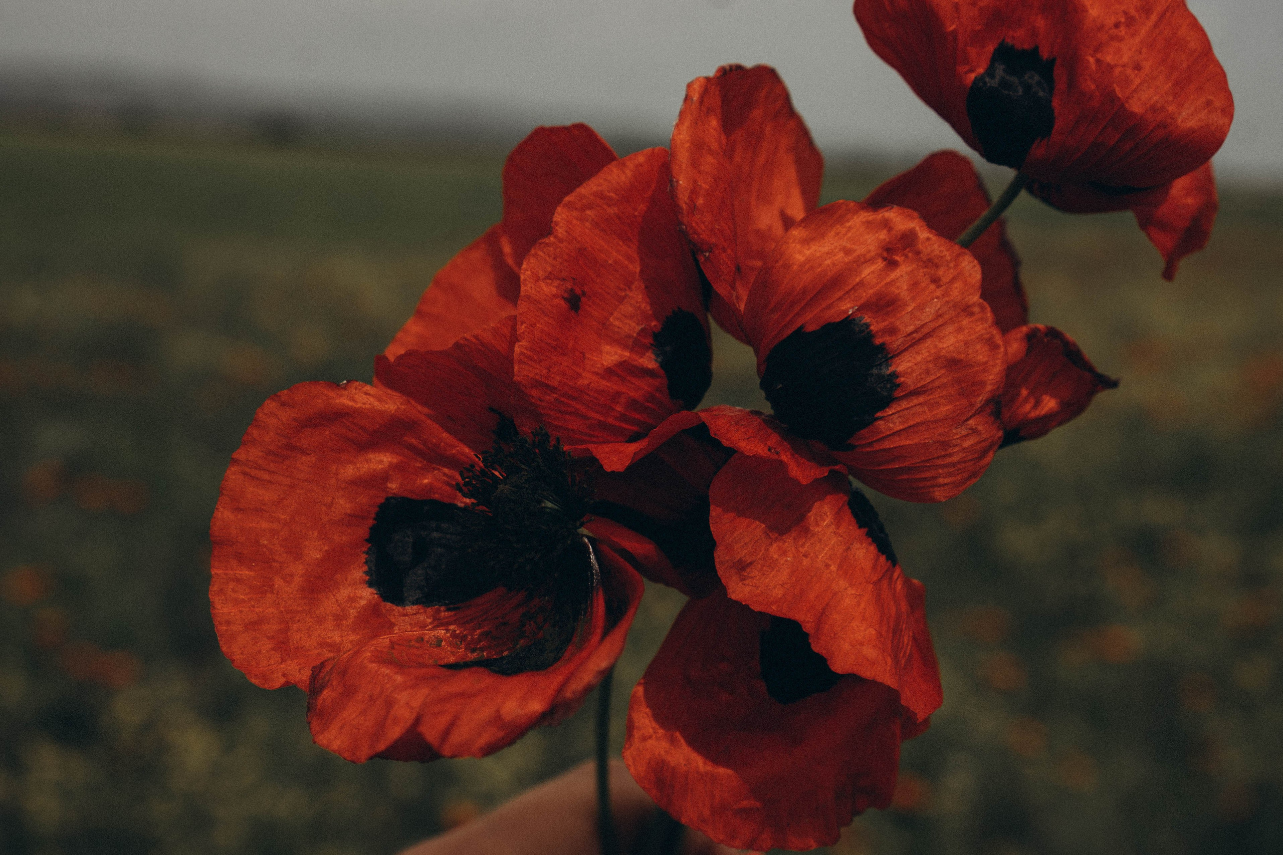 Путешествие в Дагестане. Профессиональный фотограф, Санкт-Петербург — Виктория Богомолова