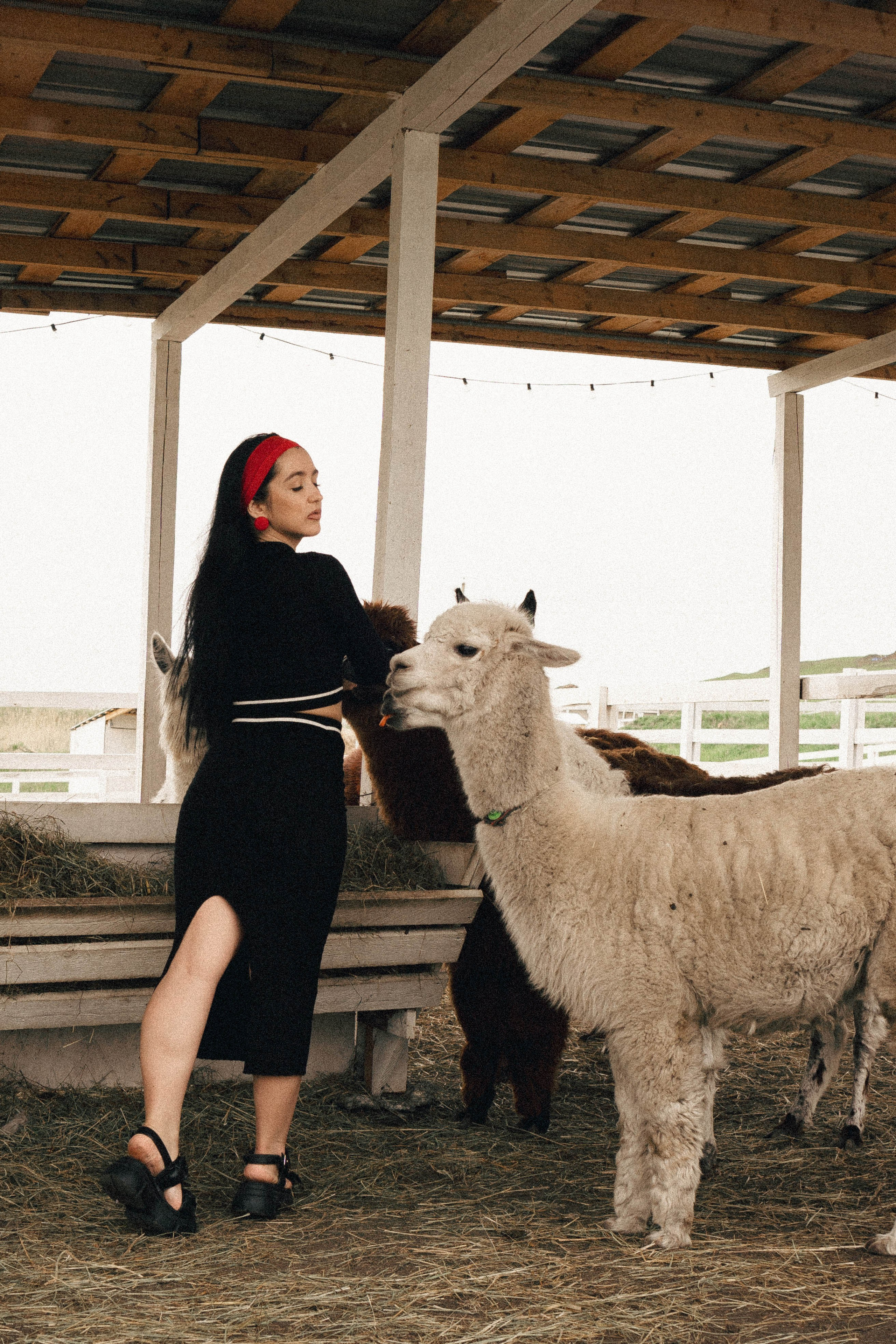 Ферма Альпак. Профессиональный фотограф, Санкт-Петербург — Виктория Богомолова