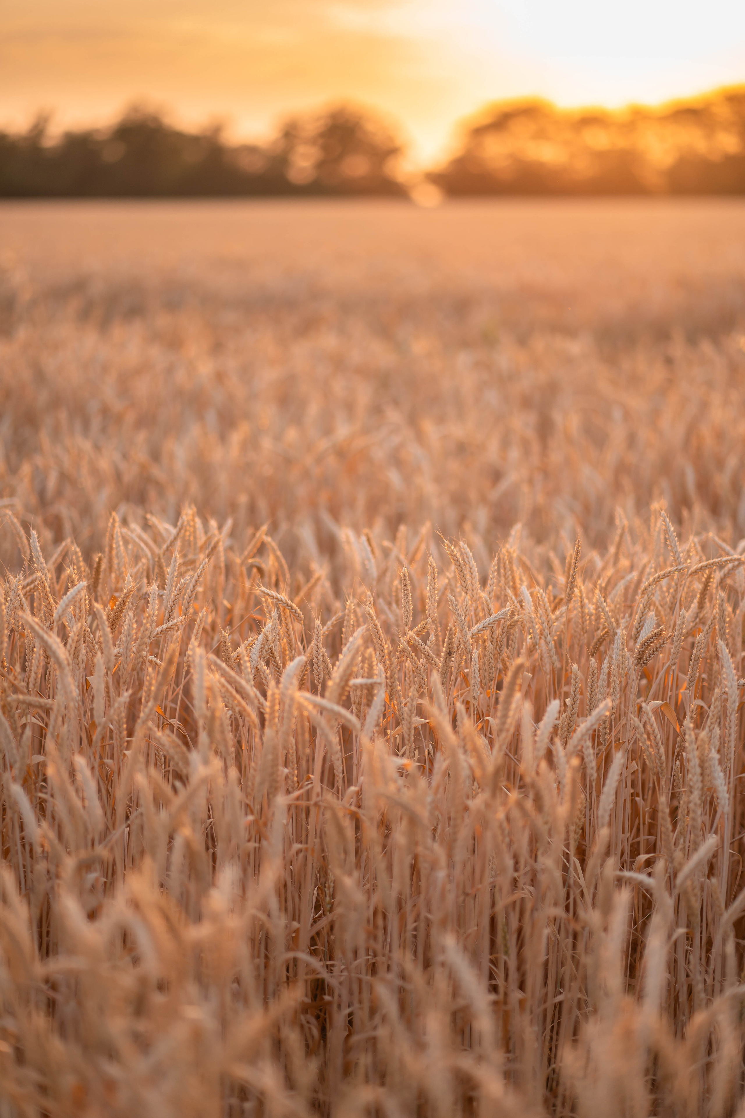 Фотосессия в пшенице Алёнушки. Семейный и детский фотограф в Ростове-на-Дону Екатерина Шевченко