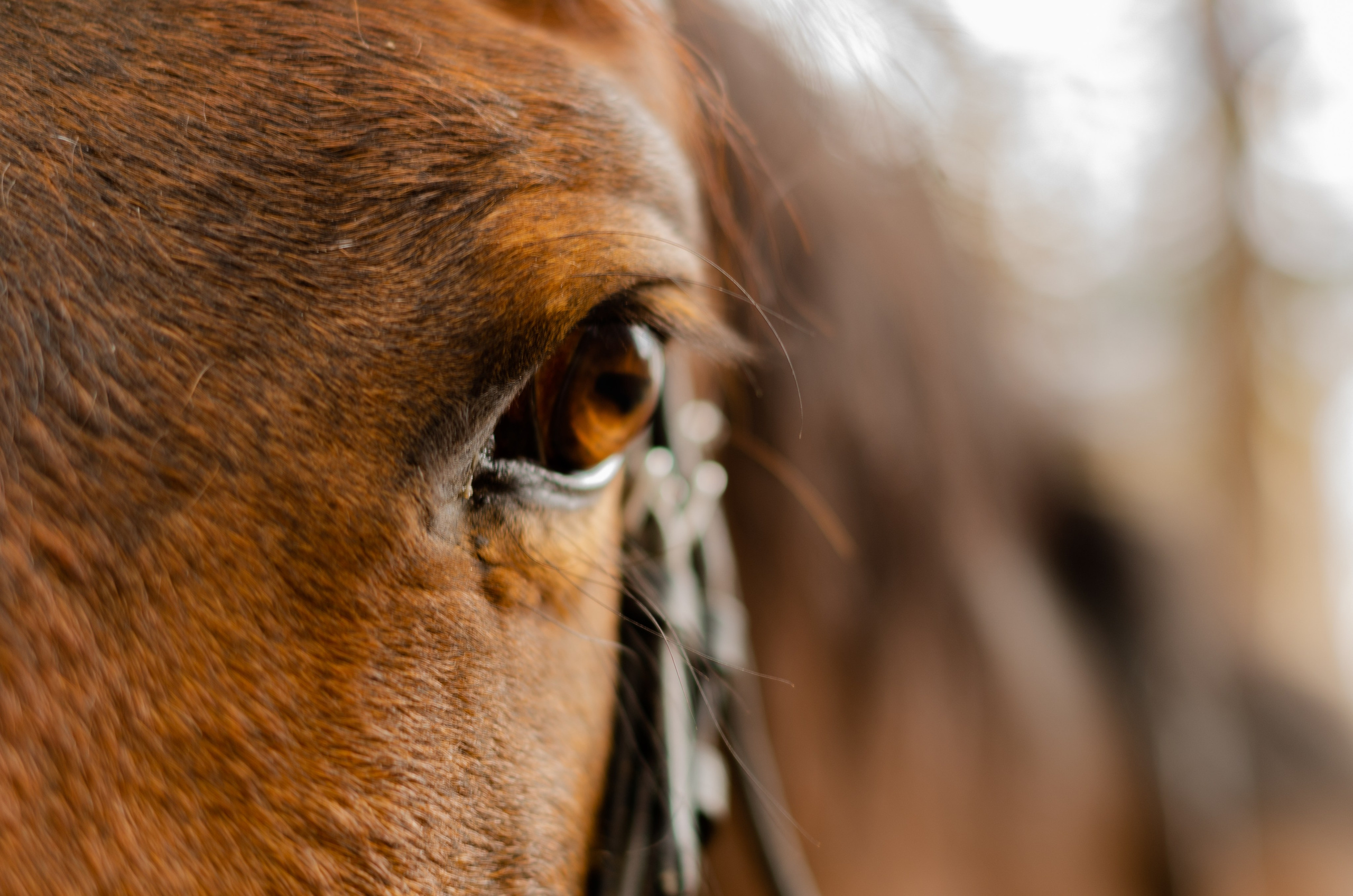 Ковбойская девчонка. Фотограф Марина Доглядная Челябинск фотосессии с лошадьми, мотоциклами