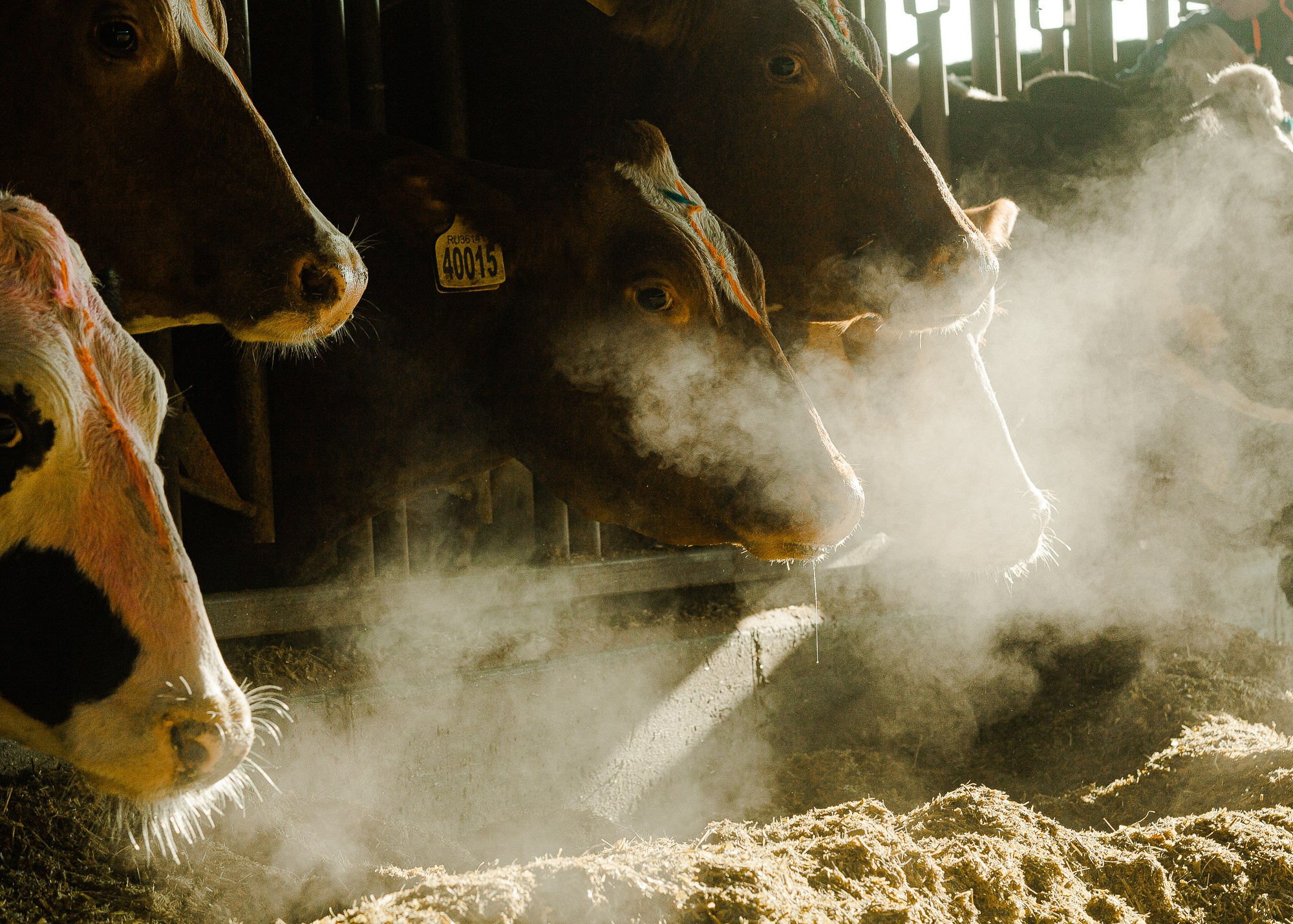 ЭкоНива — производитель молока № 1 в России