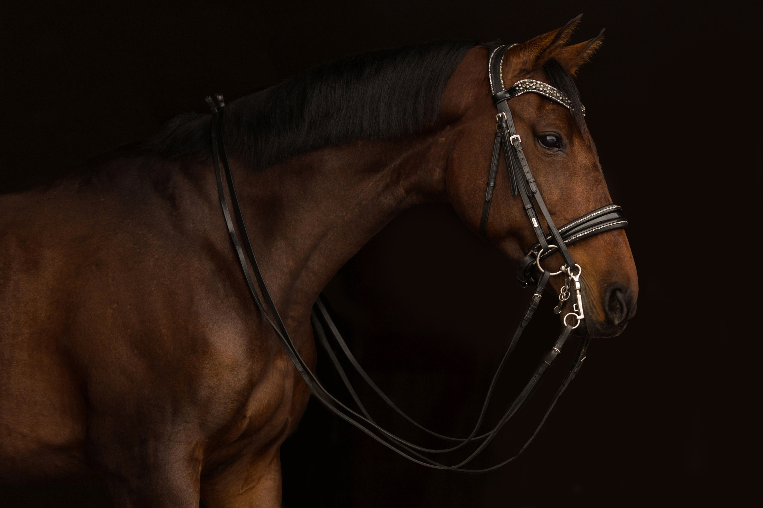 Фотосессия с лошадью в конюшне