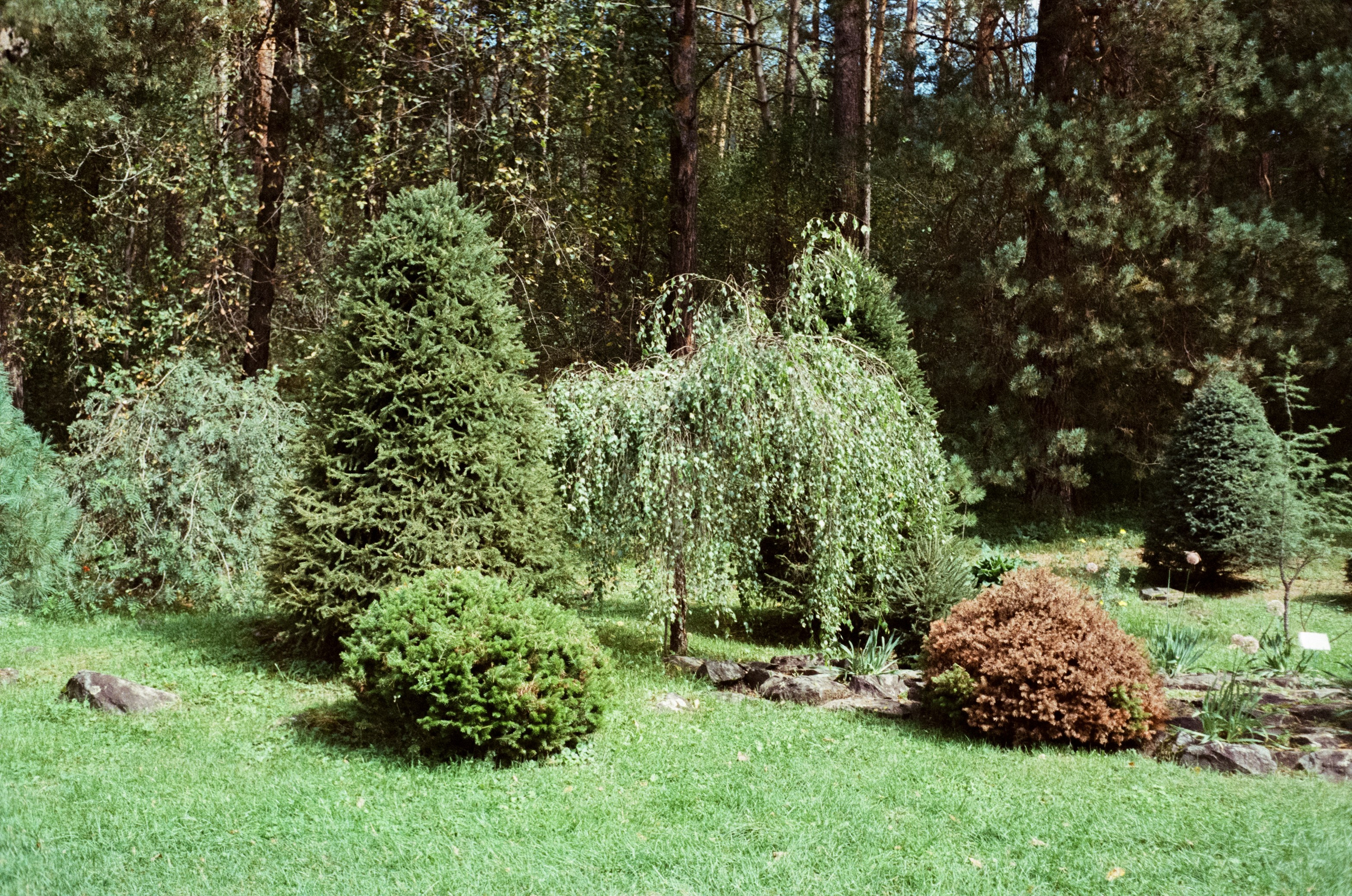 Горно-алтайский ботанический сад, база Кедровый остров / 27 августа 2024 года