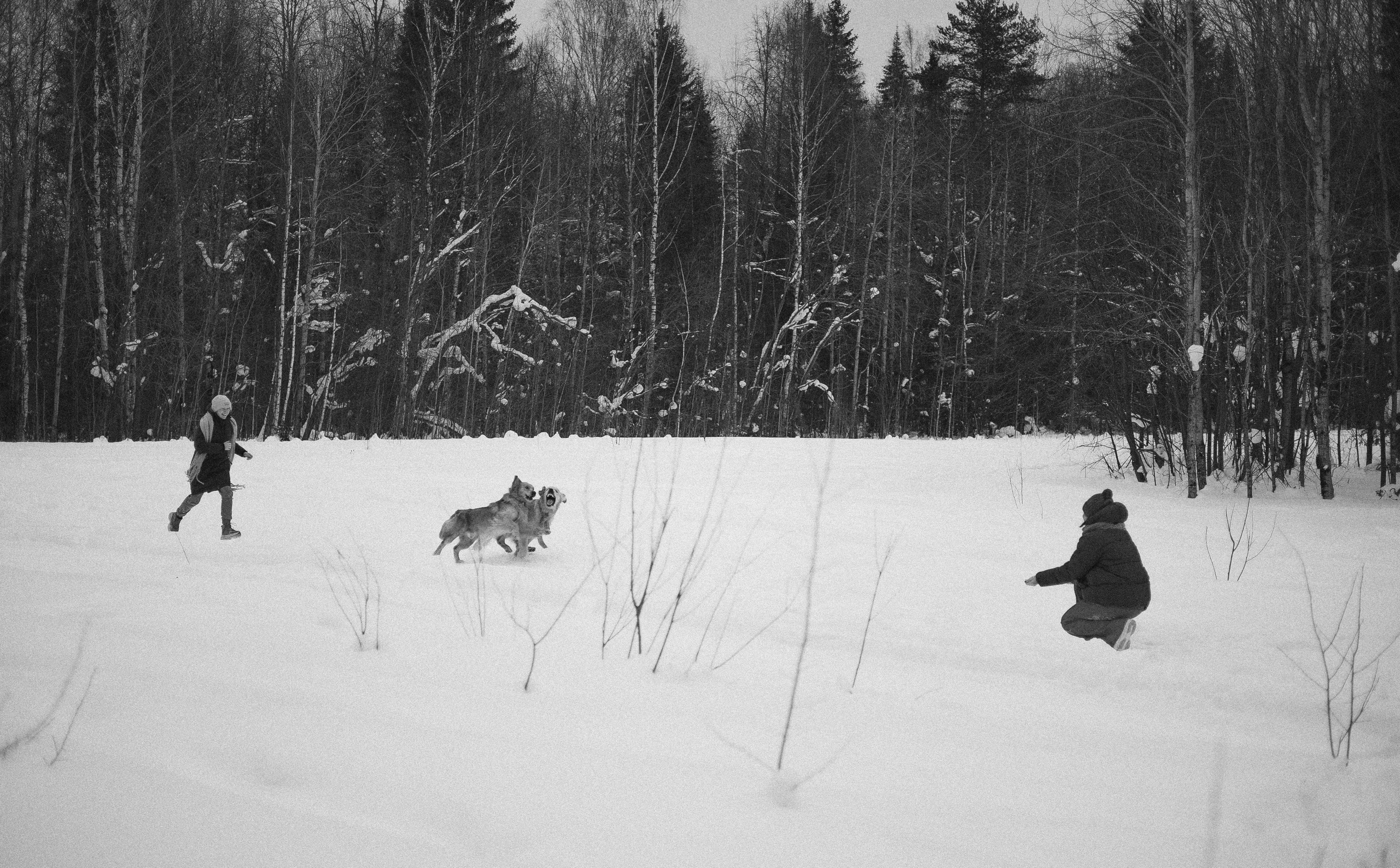 Саша, Юля, Грэй и Джой. Фотограф-анималист Богданова Полина