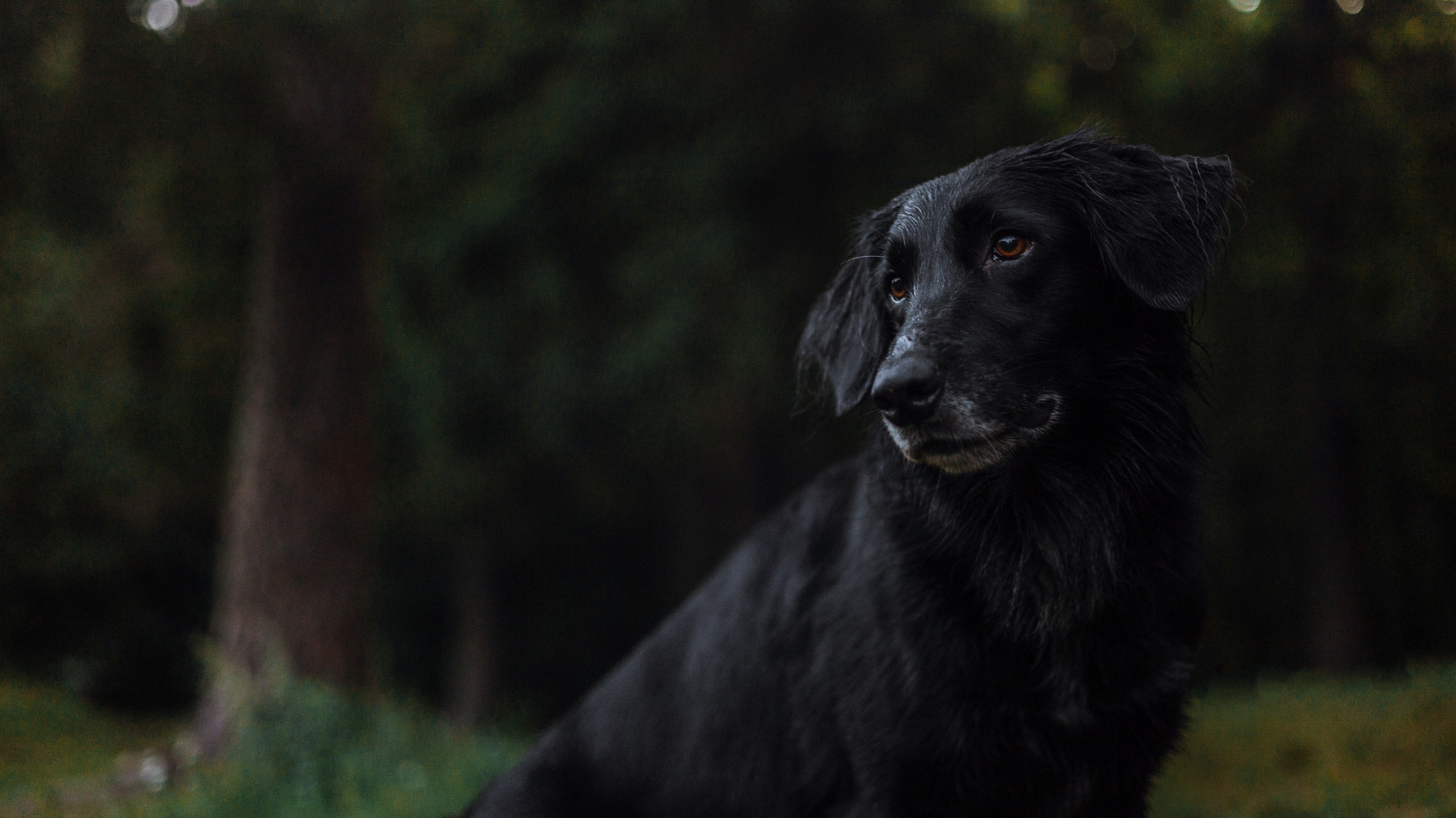 Лиза и Коди. Фотограф-анималист Богданова Полина