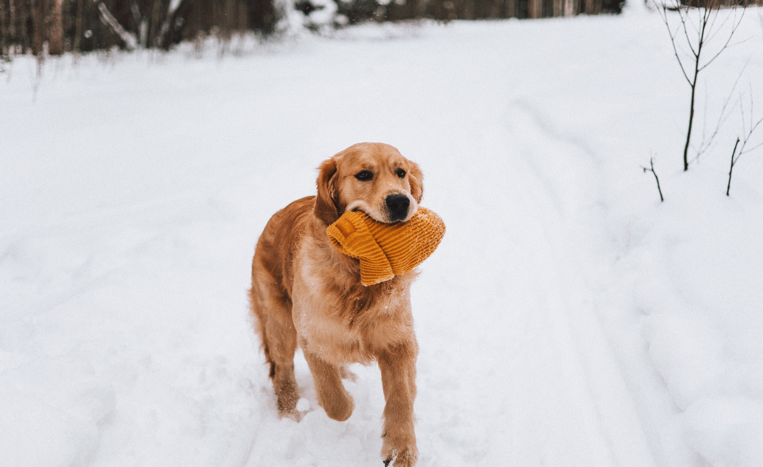 Саша, Юля, Грэй и Джой. Фотограф-анималист Богданова Полина