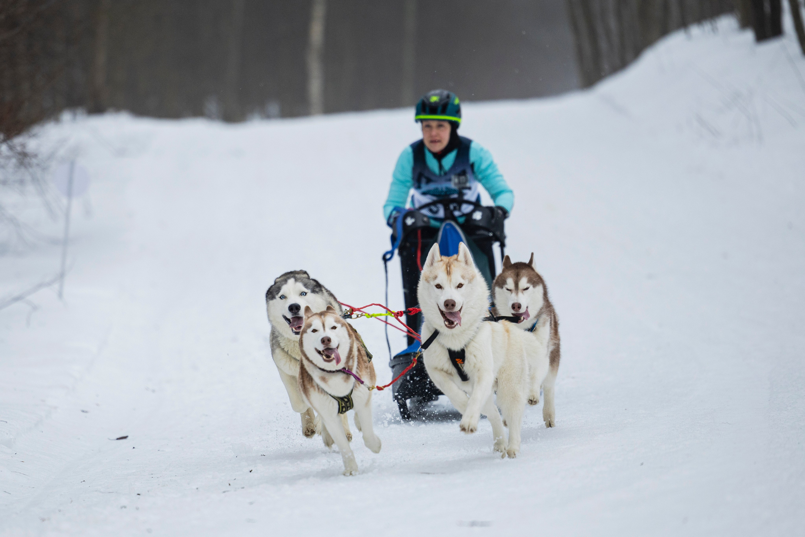 Зимний Чемпионат Санкт-Петербурга по ездовому спорту. Фотограф-анималист Анна Маринич