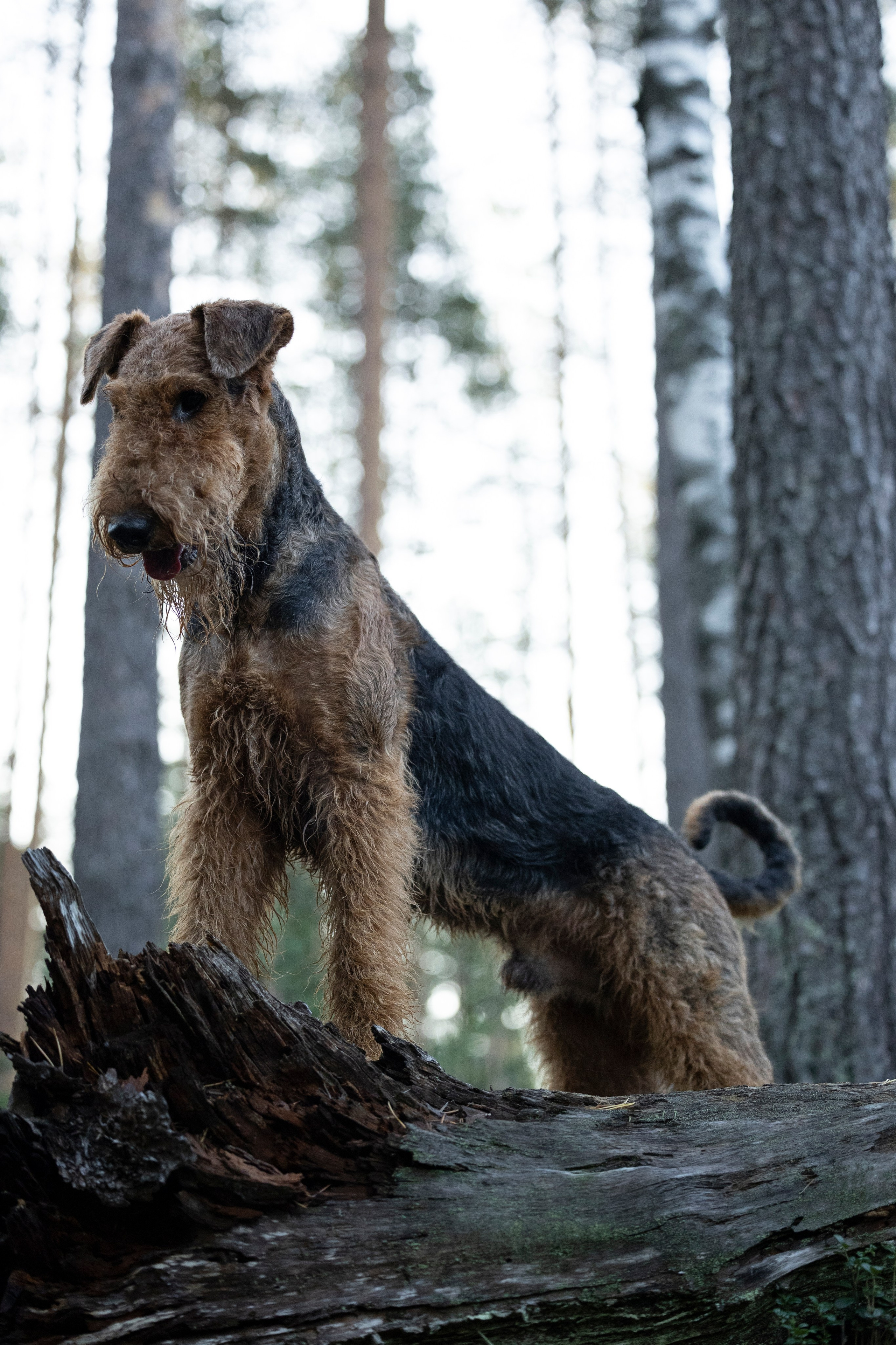 Харди. Фотограф-анималист Анна Маринич