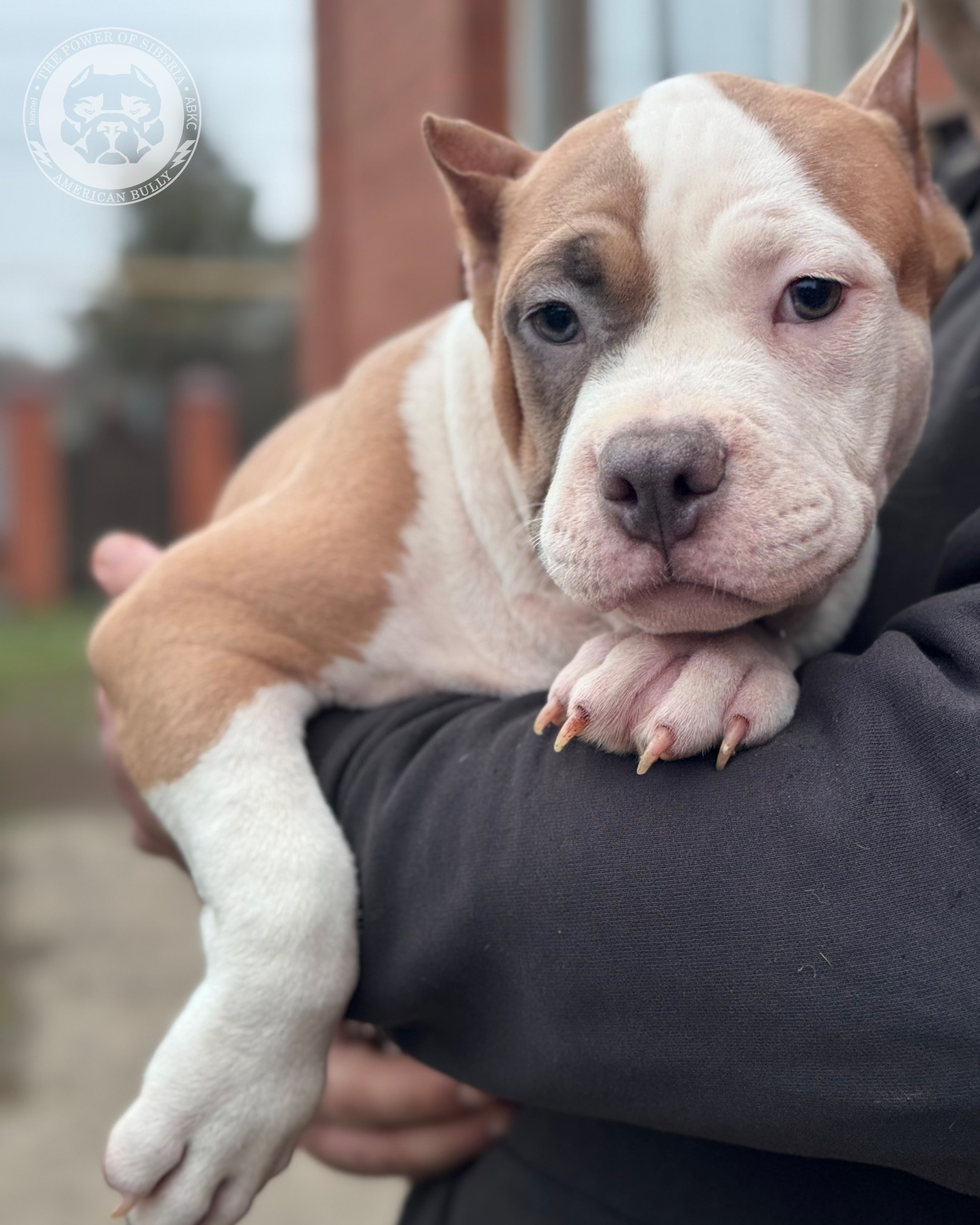 Свободные щенки Американский Булли, в типах покет, классик, стандарт. Американский Булли в г. Ростов-на-Дону. Питомник THE POWER OF SIBERIA