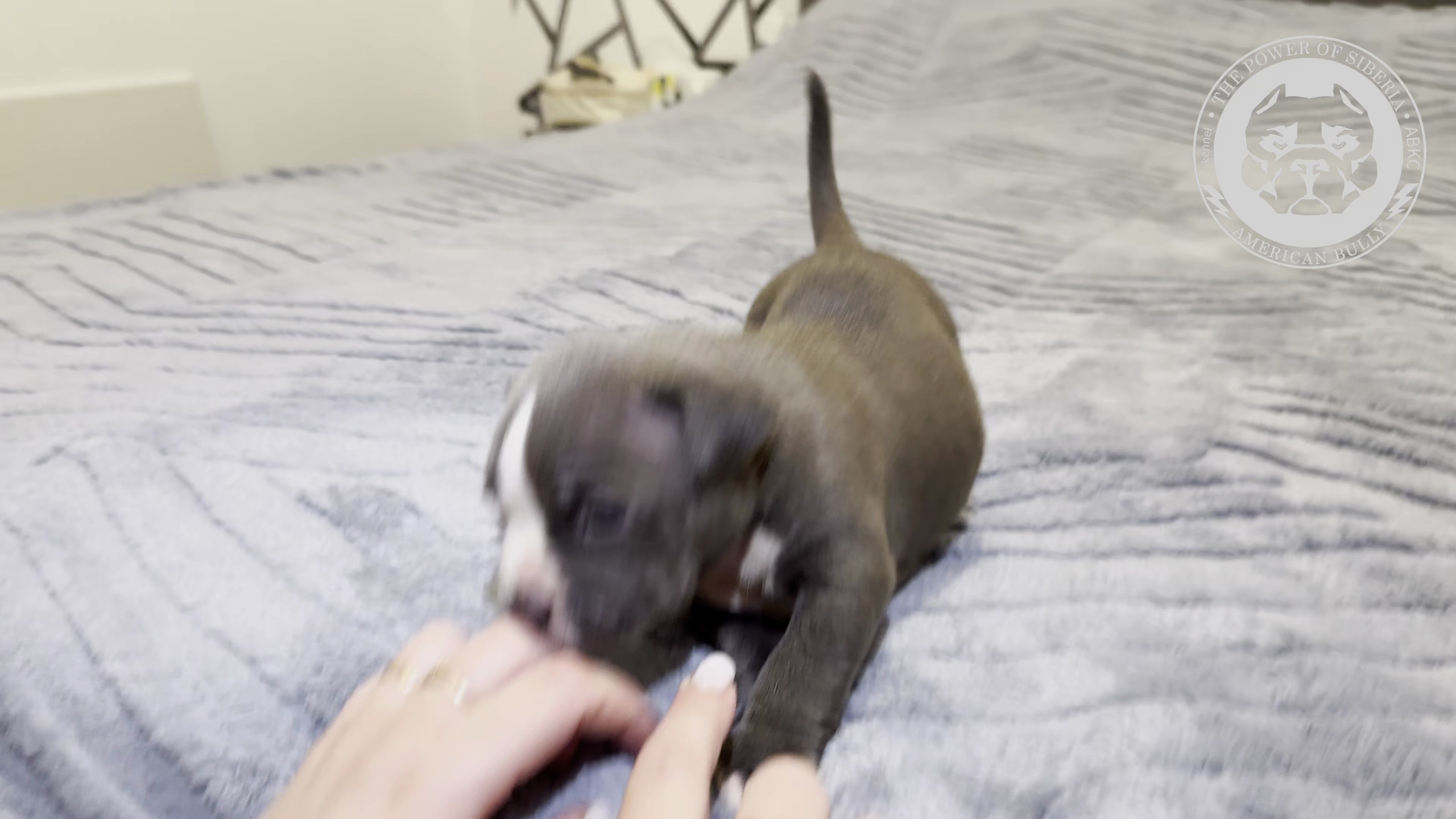 Свободные щенки Американский Булли стандарт и Свободные щенки Американский Булли классик. Американский Булли в г. Ростов-на-Дону. Питомник THE POWER OF SIBERIA