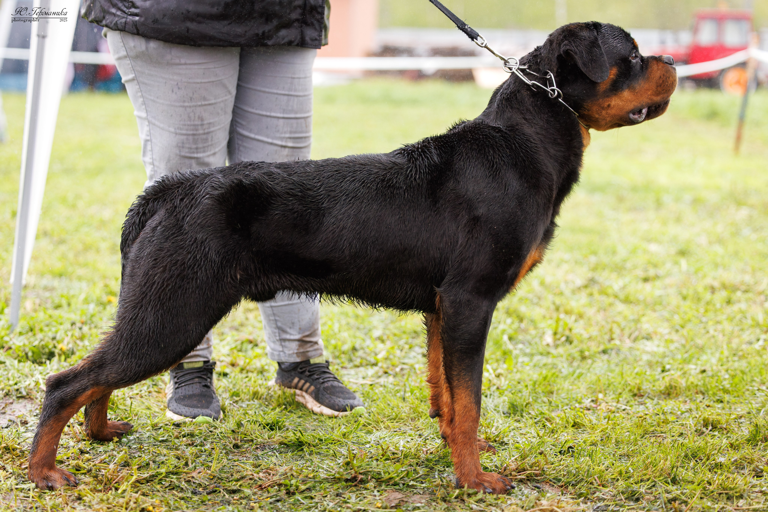Нижний Новгород 2хмоно ротвейлеров 10-11.05.2025. Фотограф-анималист Юлия Германика