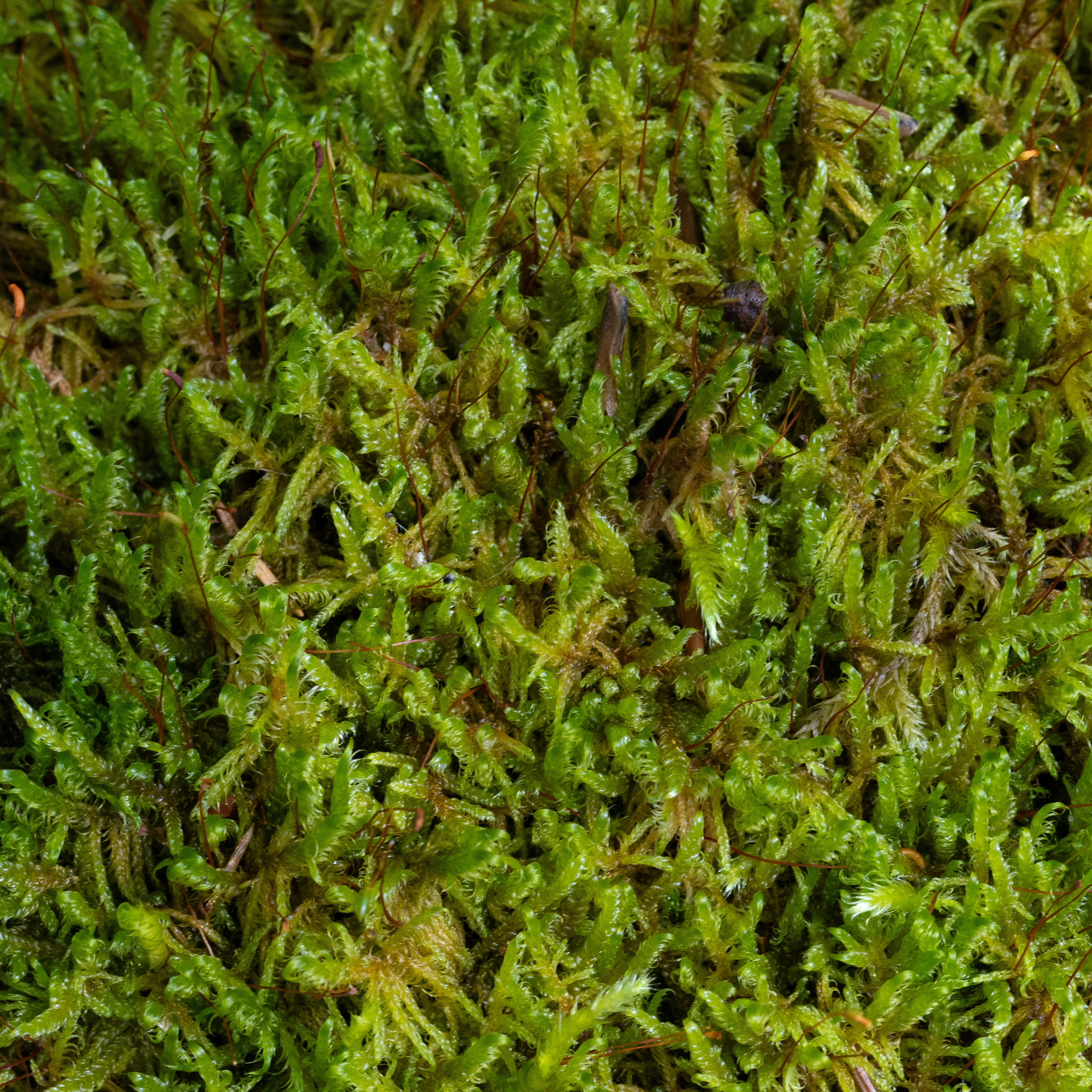 Bischofsgrün. ITMAG.ME | Visual Art