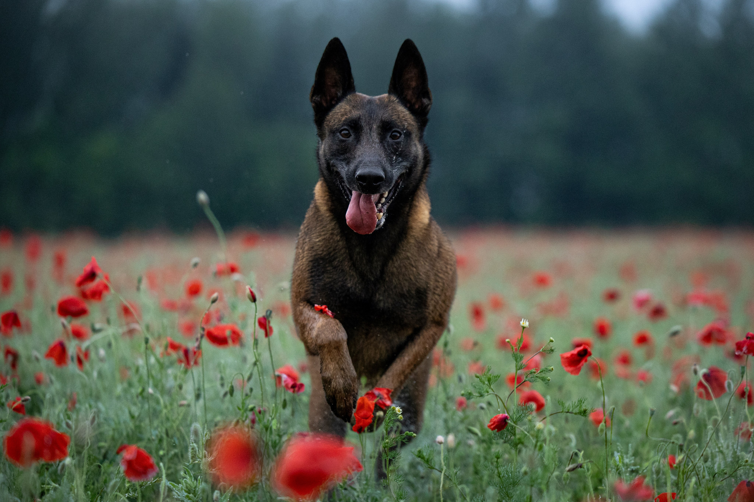 Маковое поле. Фотограф-анималист Анна Маринич