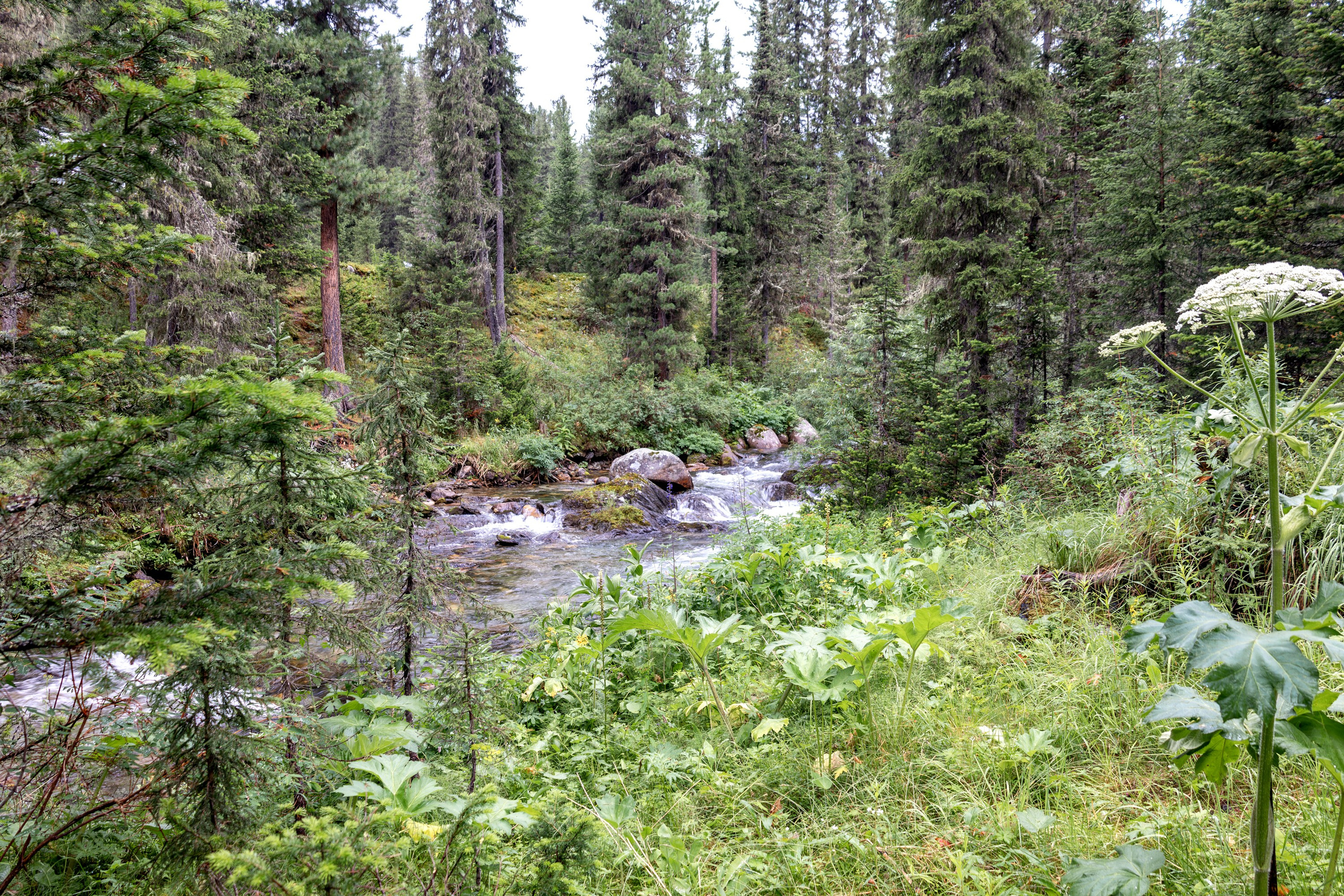 Ергаки. Семейный и детский фотограф в Красноярске, Дивногорцева Светлана