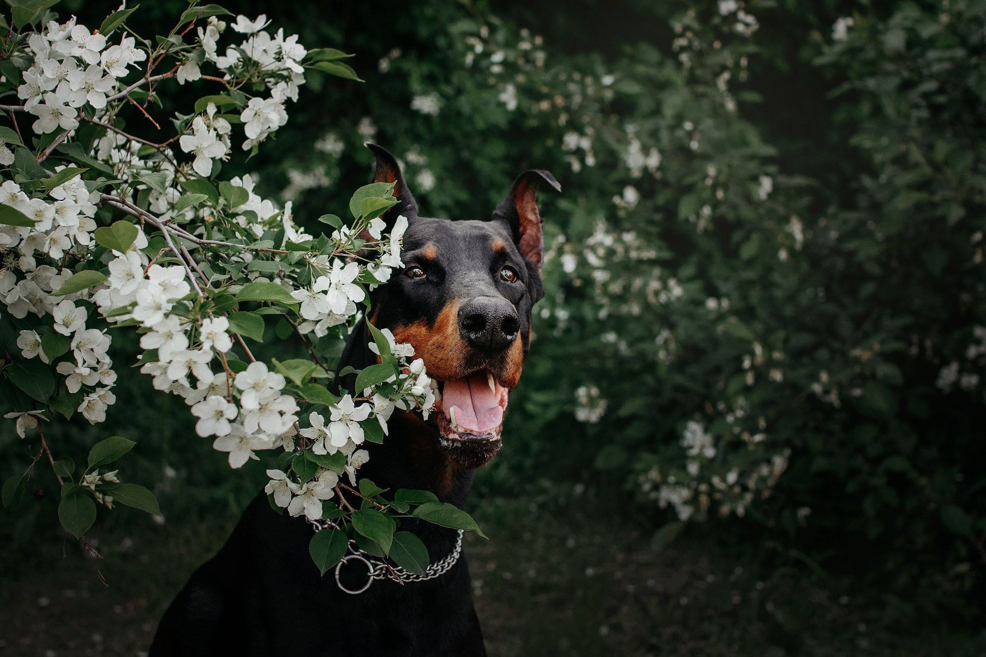 Вера и Люк. Фотограф Наталья Потапова