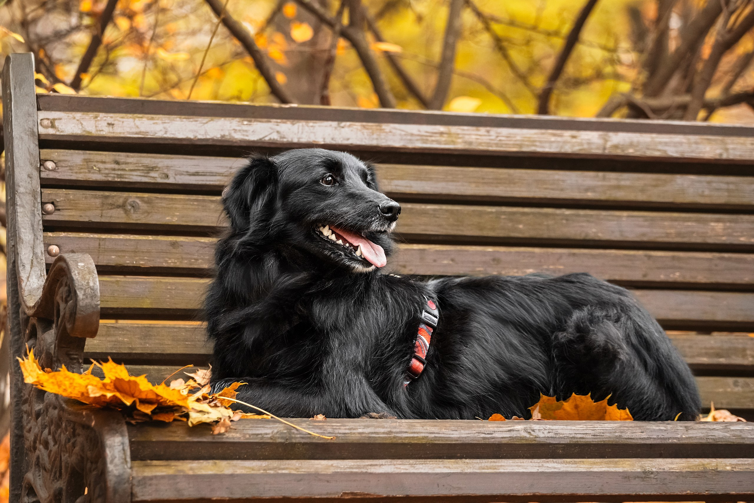 Собаки из приюта Дубовая роща осень 2025. Фотограф-анималист Татьяна Степанова