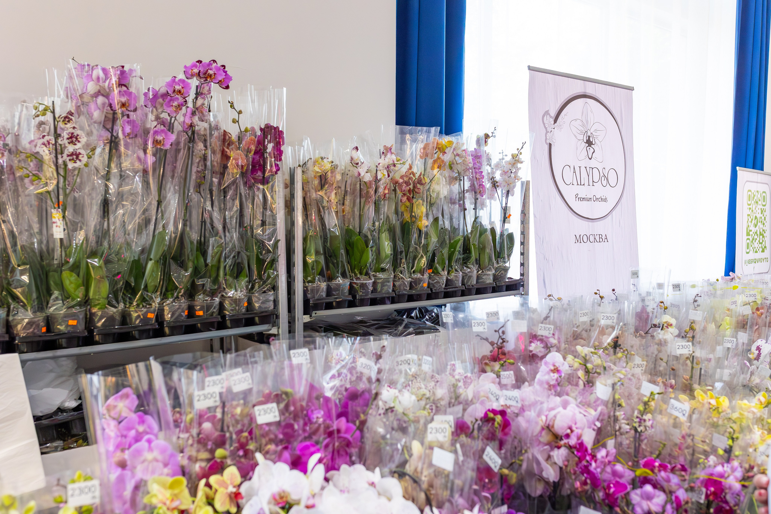 Орхидиум сентябрь 2025. Александра Куликова фотограф, Москва