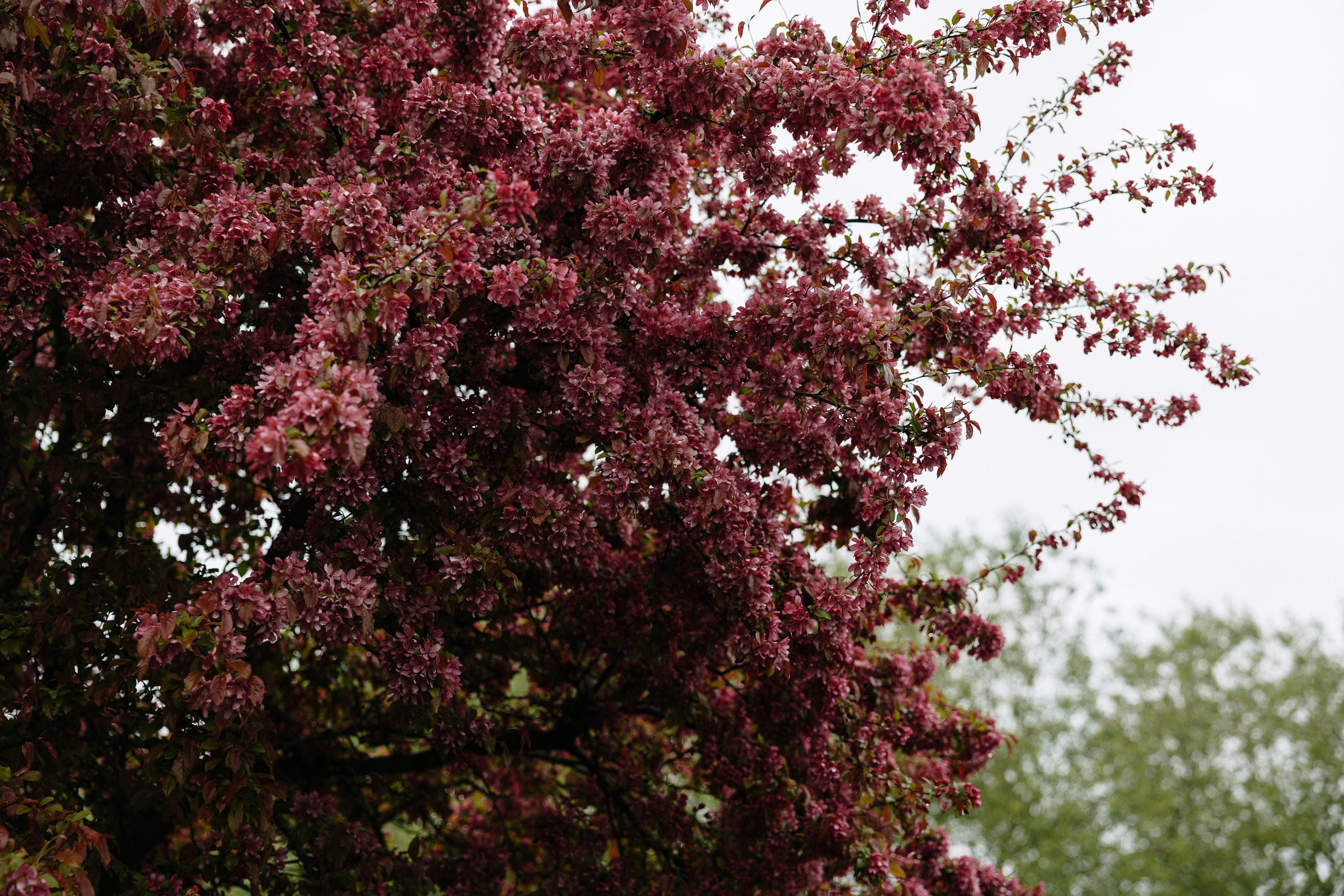 Ксения&Дима. Свадебный фотограф по всей Беларуси Цепелева Анна