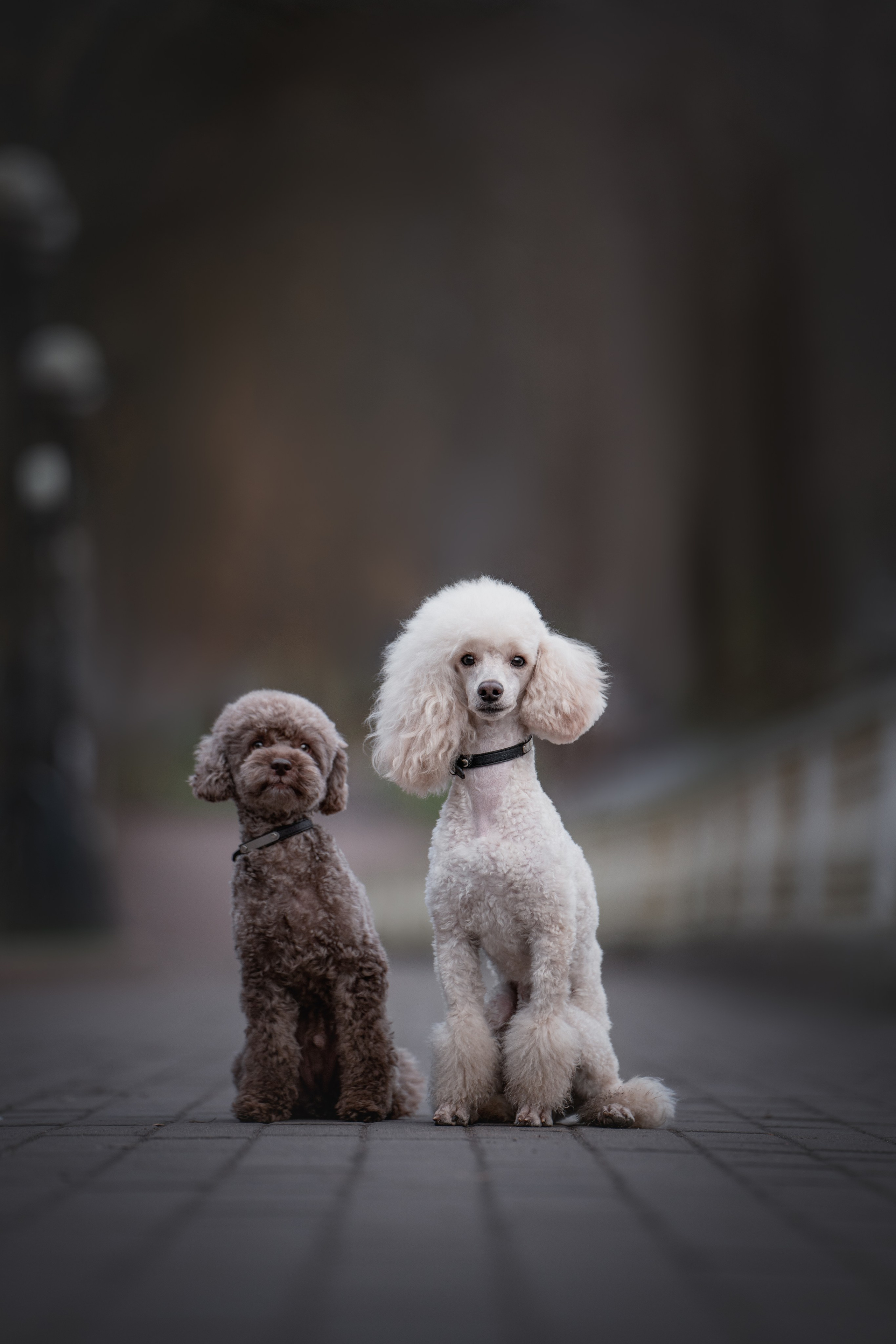 Миша и Лева. Фотограф анималист Осипчикова Мария