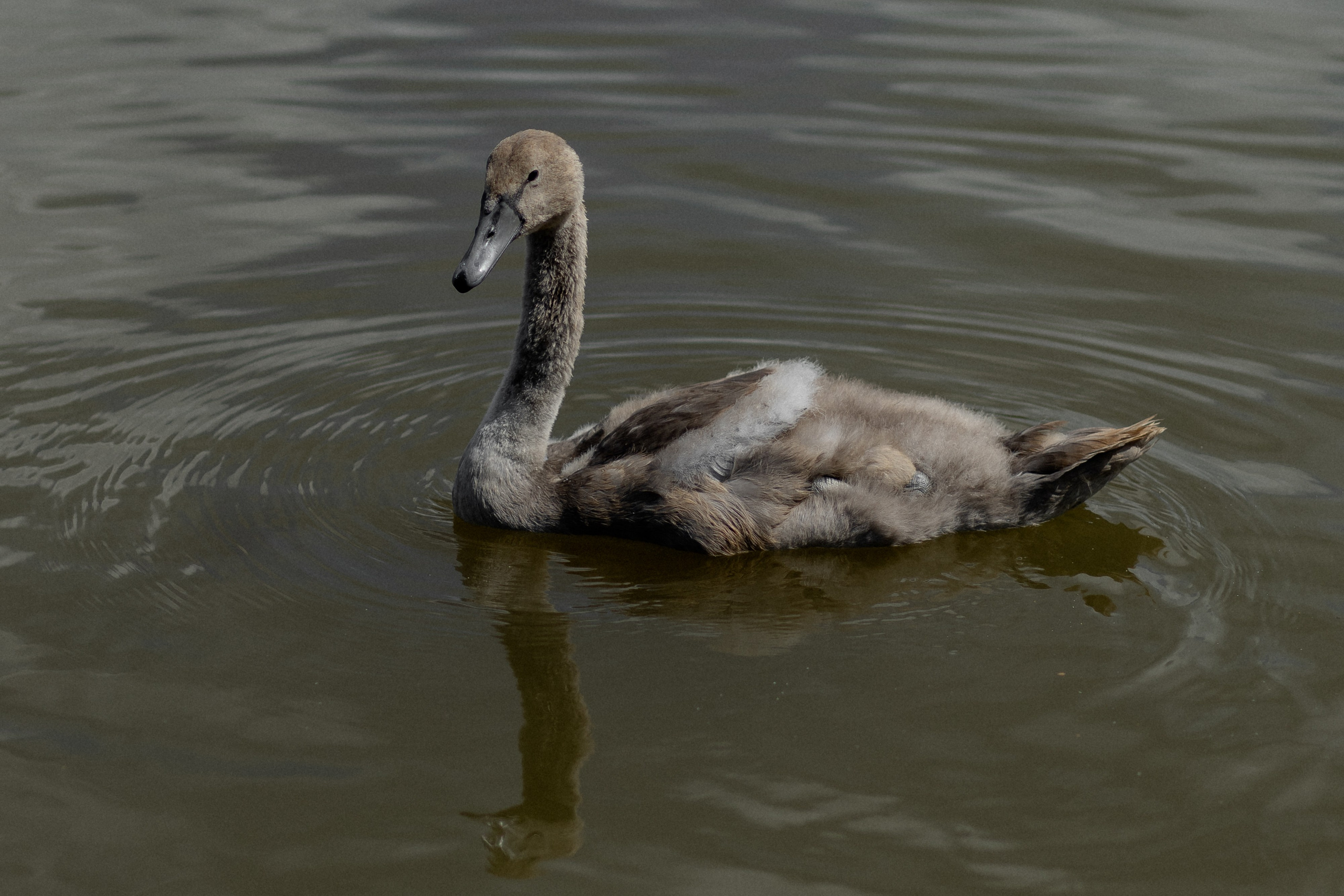 Свадебная фотосессия в агроусадьбе Лабодянка в Минске. Свадебный фотограф в Минске/Беларуси Сергей Спиридонов